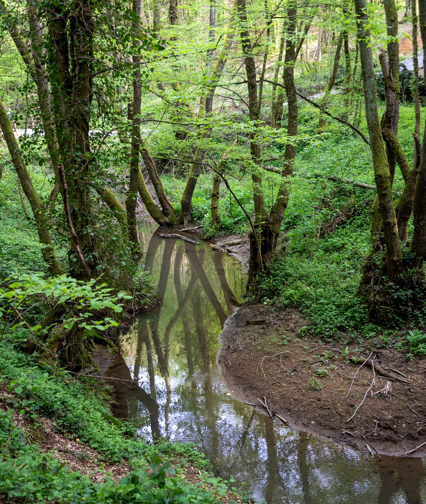Polonezköy northern forest: stream, trees and reflections
