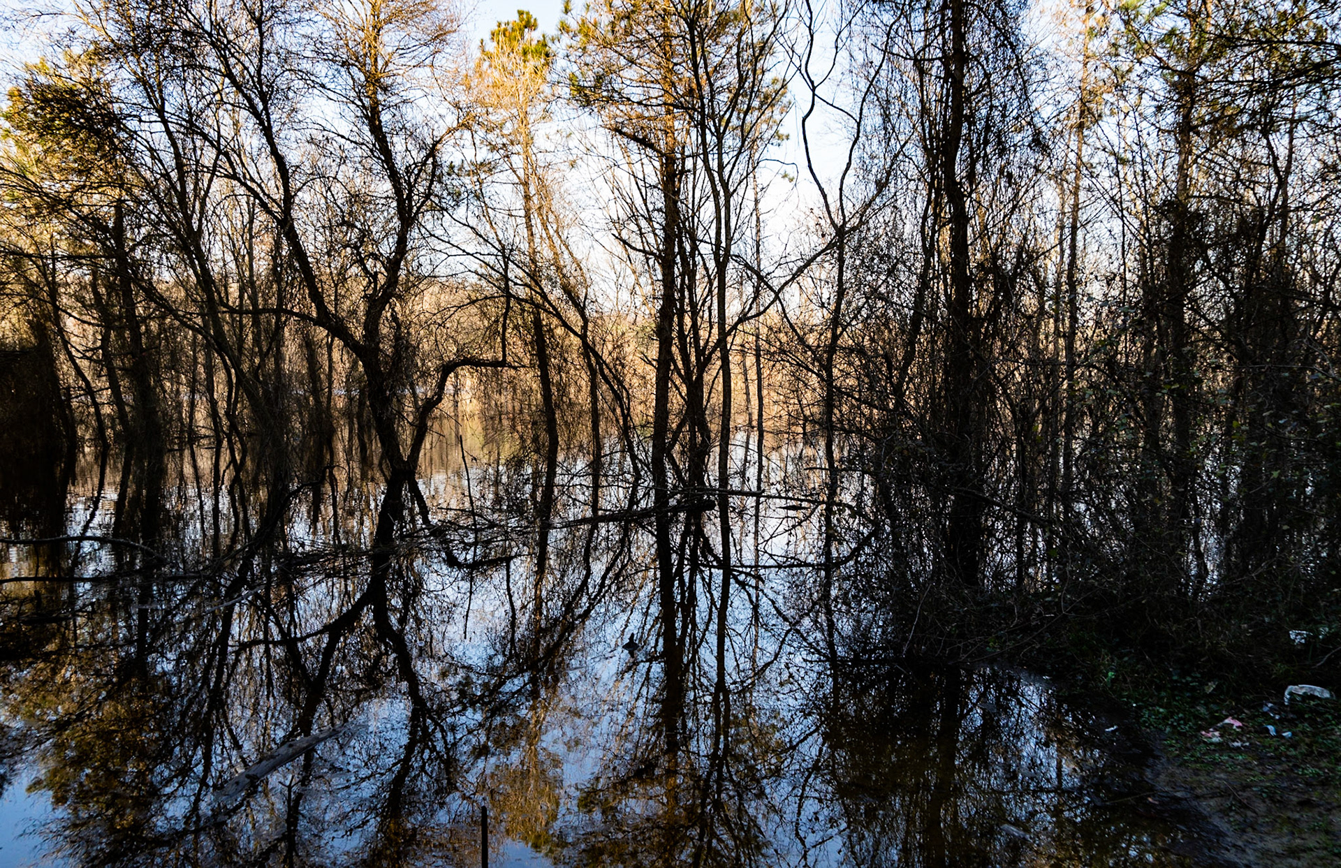 İmrahor swamp: arboreal reflections