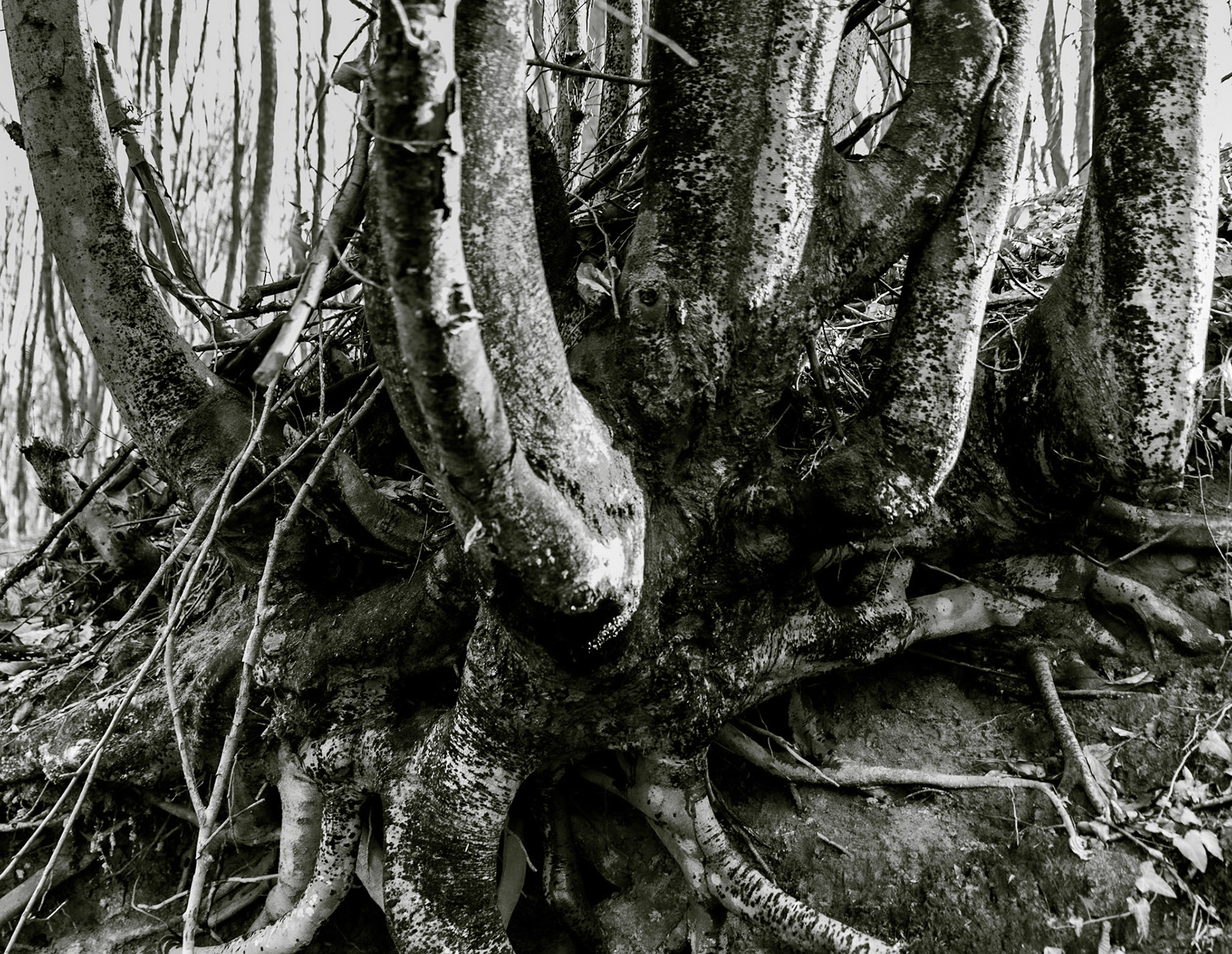 between Cumhuriyet and Polonezköy: old tree with many trunks