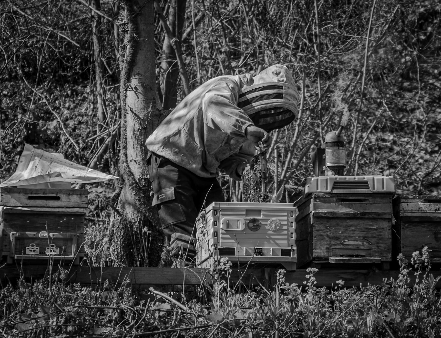 Tokatköy north-eastern forest: bee-farmer at work