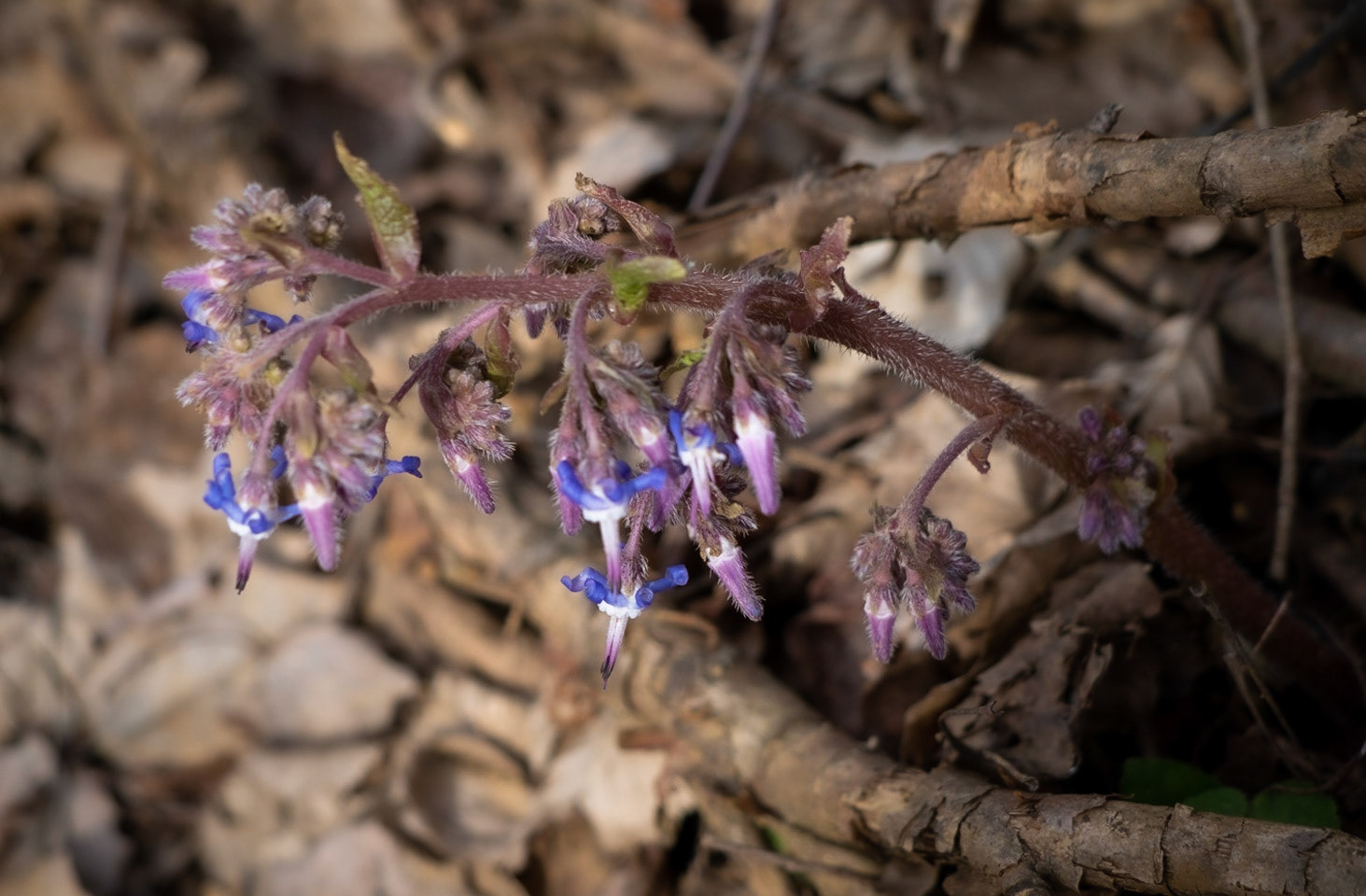 between Mahmut Şevket Paşa and Alibahadır: borage
