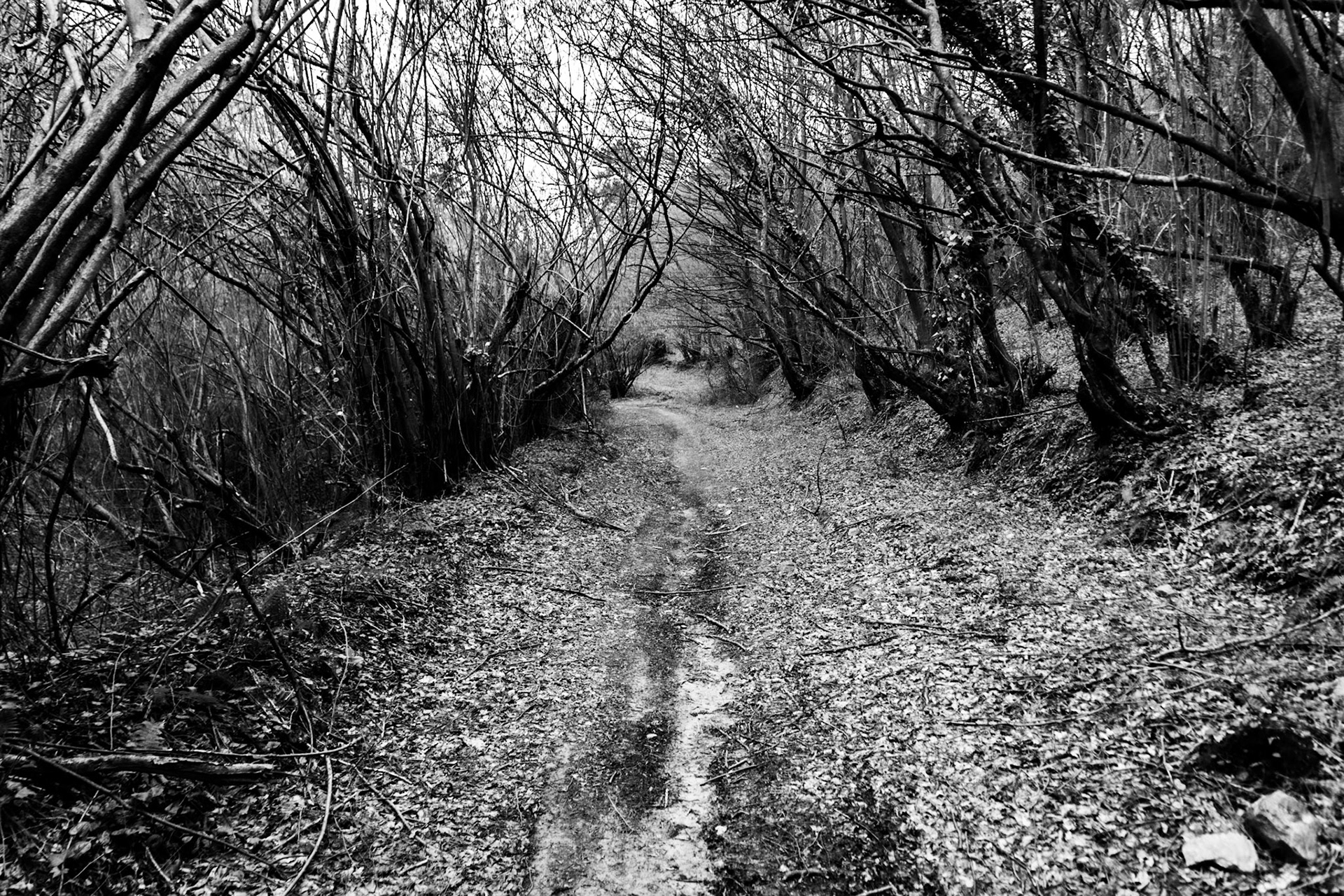 Çavuşbaşı forest: track through arching forest