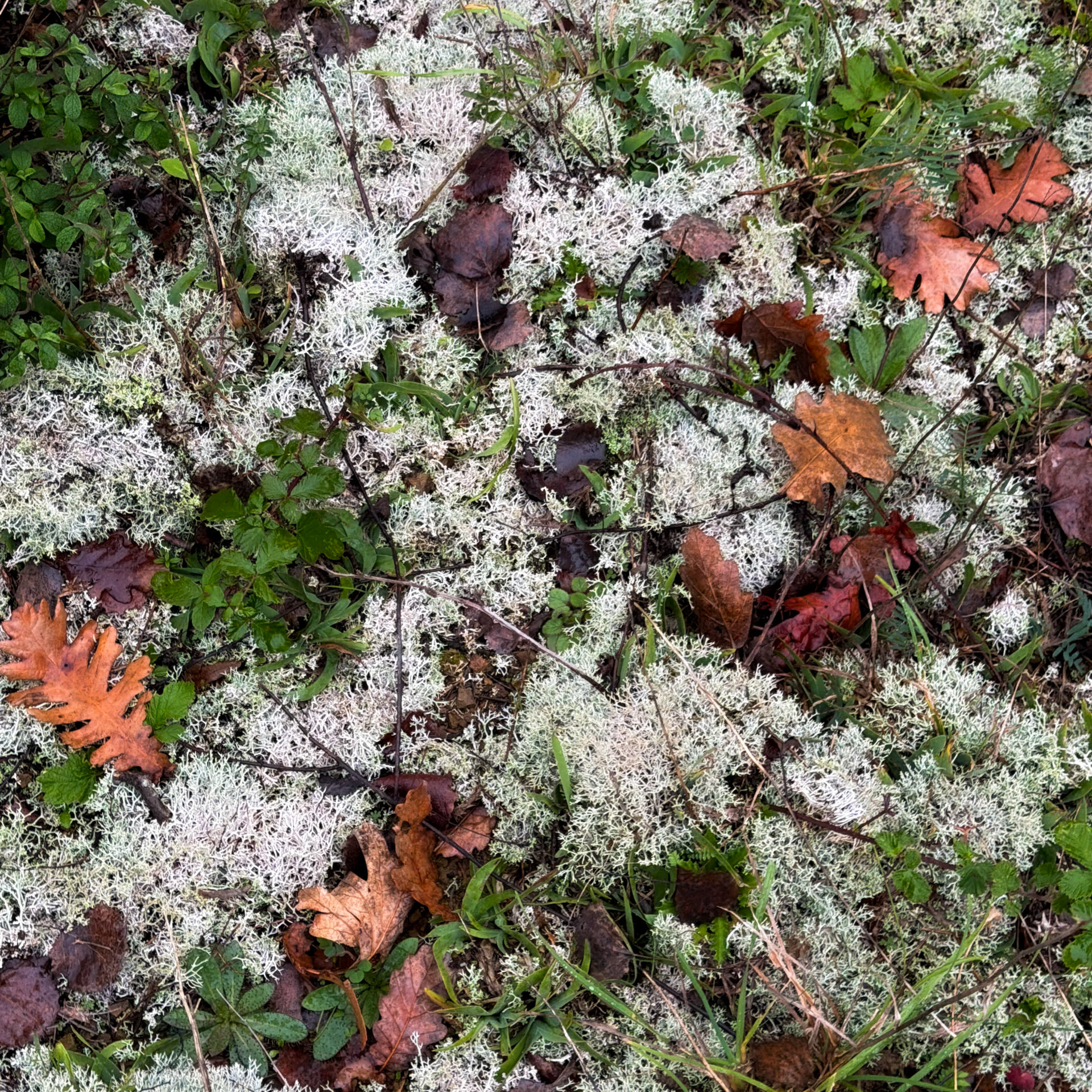 Çanakçı woodland: white lichen