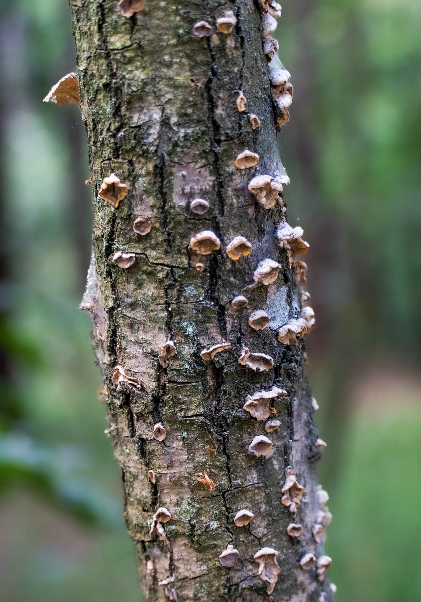 Kanlı forest: tiny wood fungi