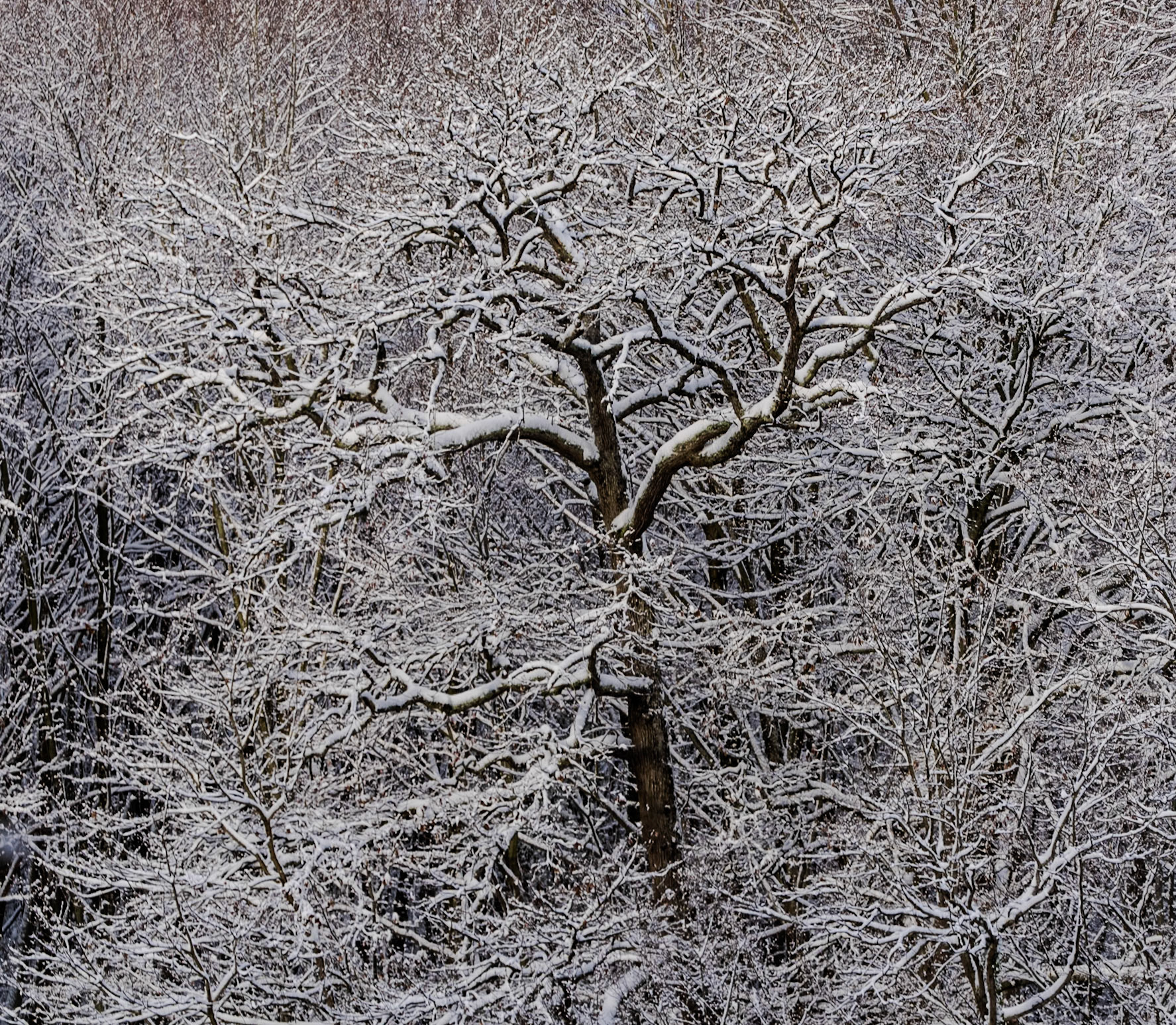 the İkinci Mahmut Şevket Paşa valley: snow covered tree