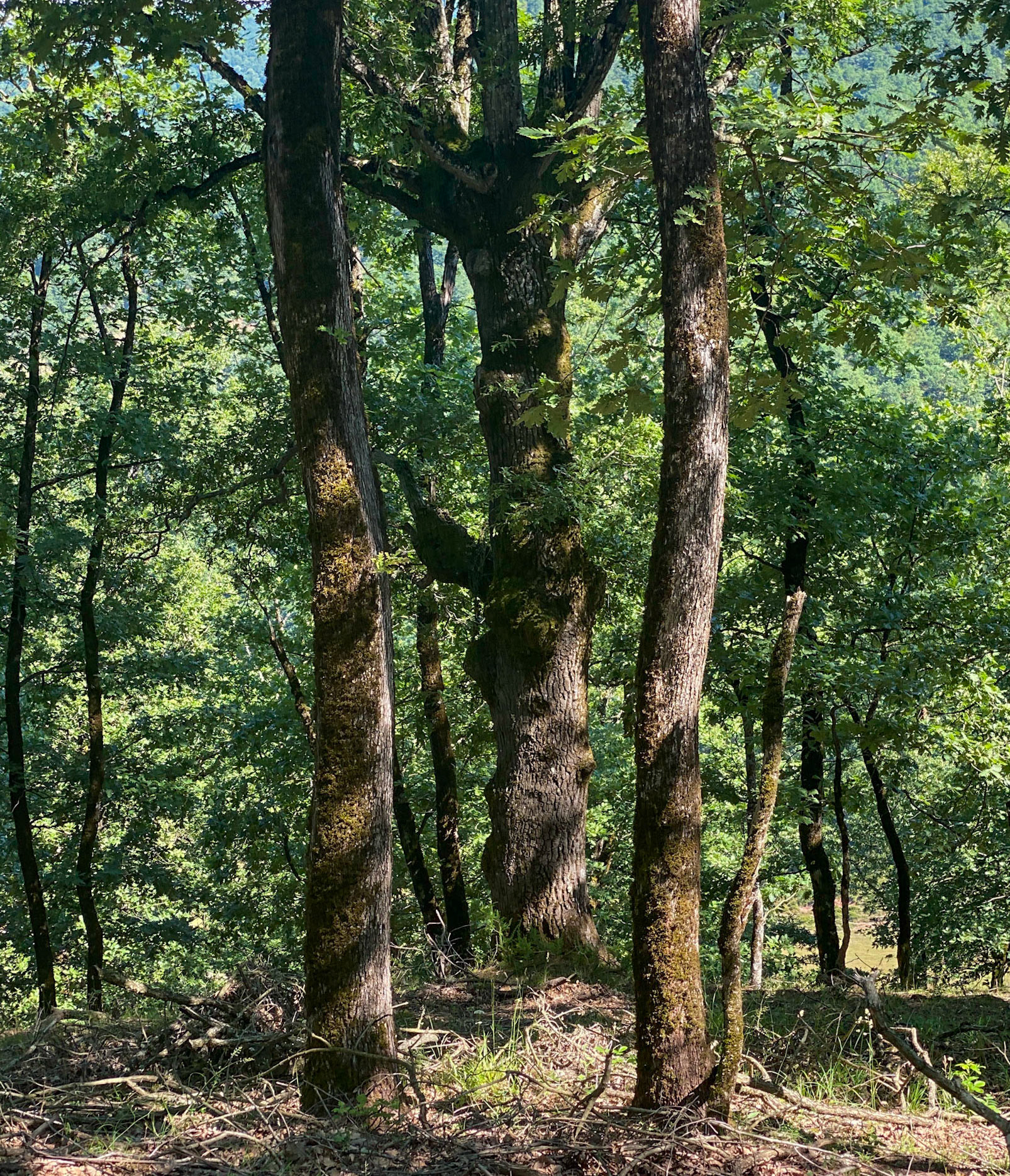 Ezili forest: trinity trees
