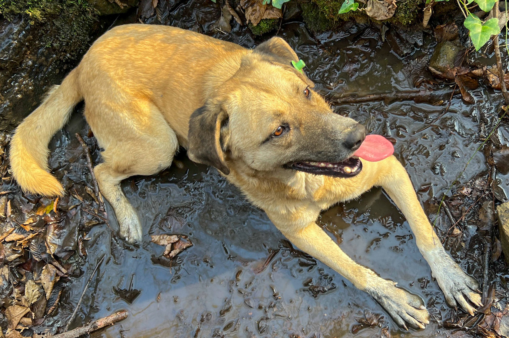 İshaklı E stream valley: stream bed and happy dog