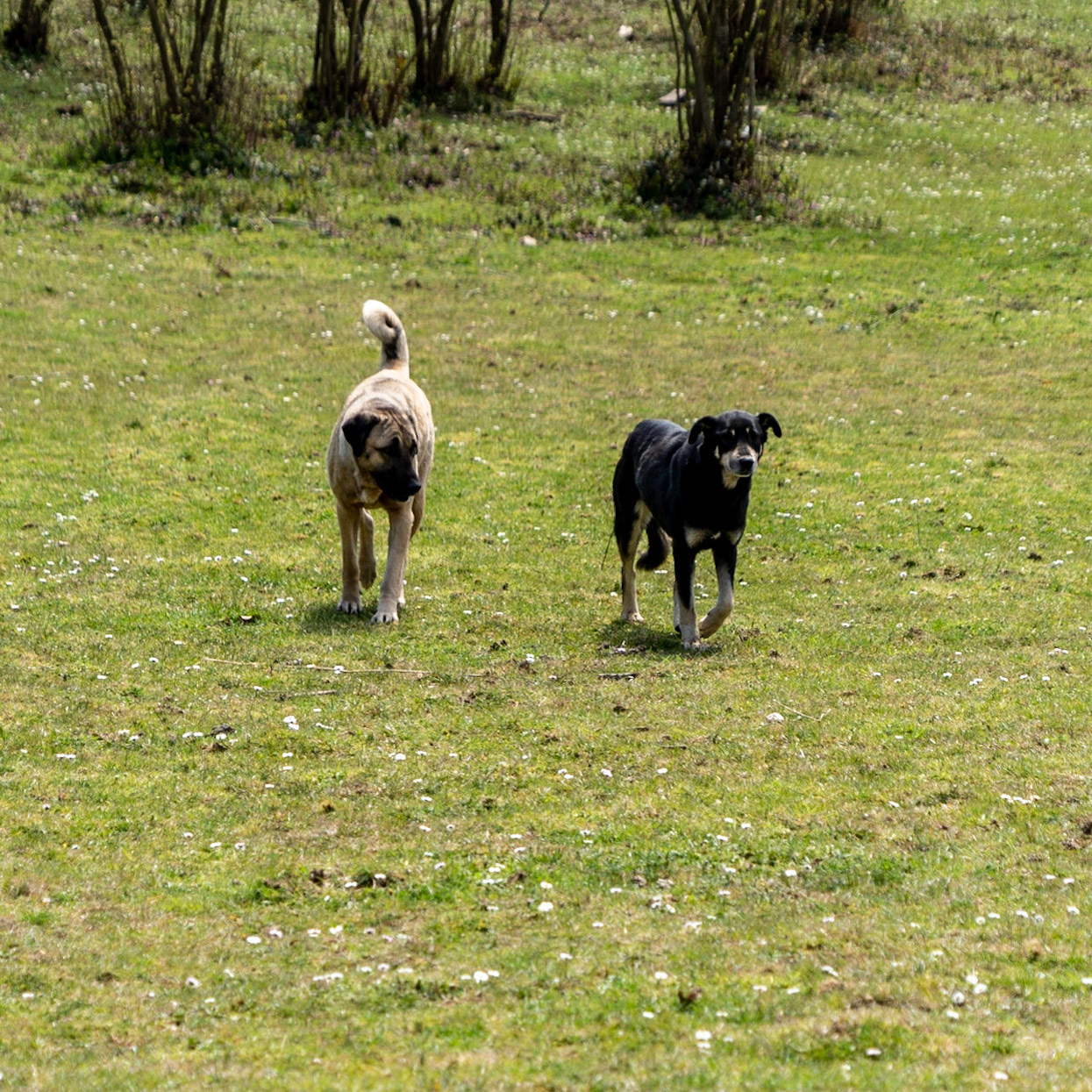 Mahmut Şevket Paşa's hills: a dog that was hanging out in the pasture and Smokie