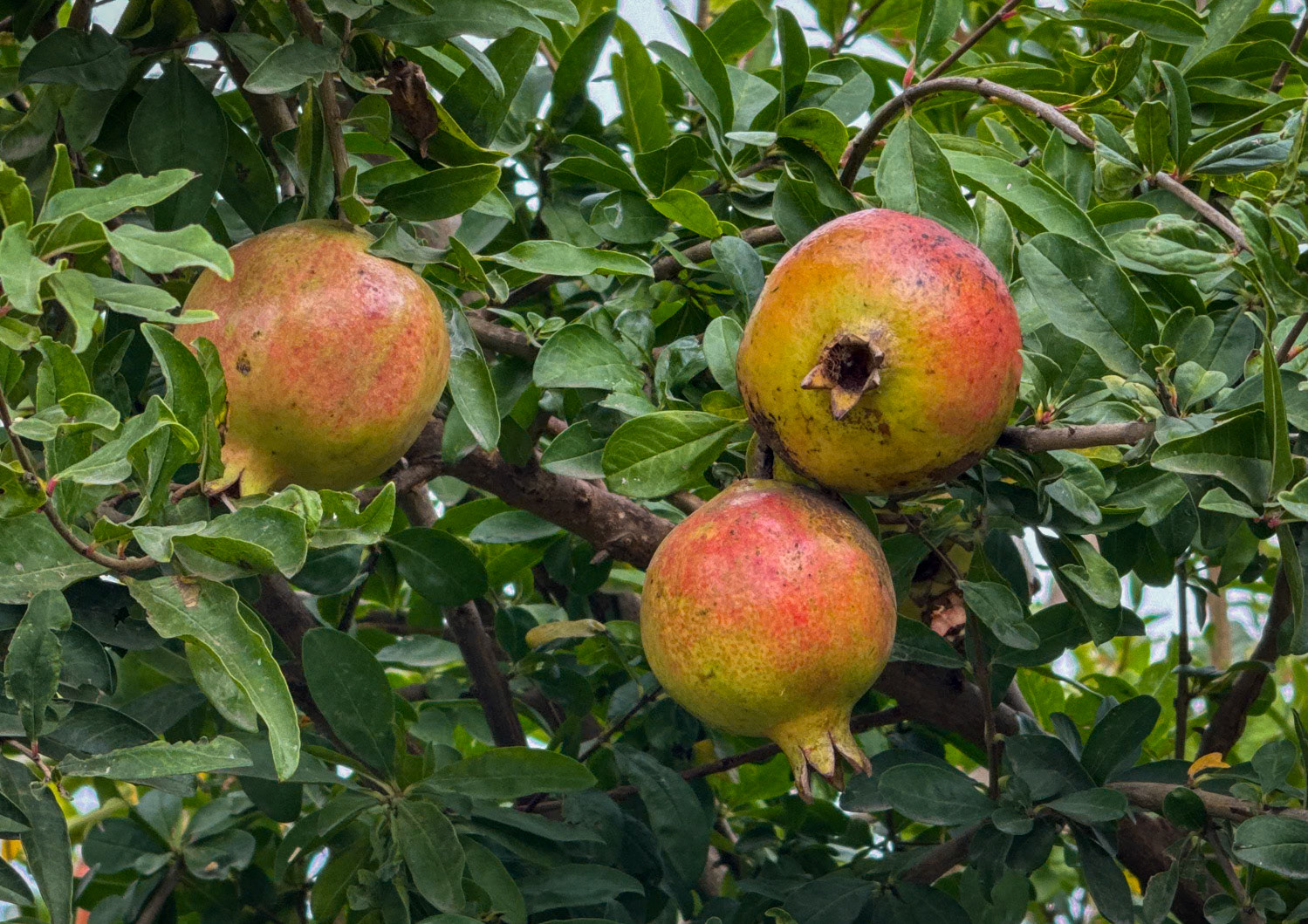 between new and old Şamlar: pommegranates