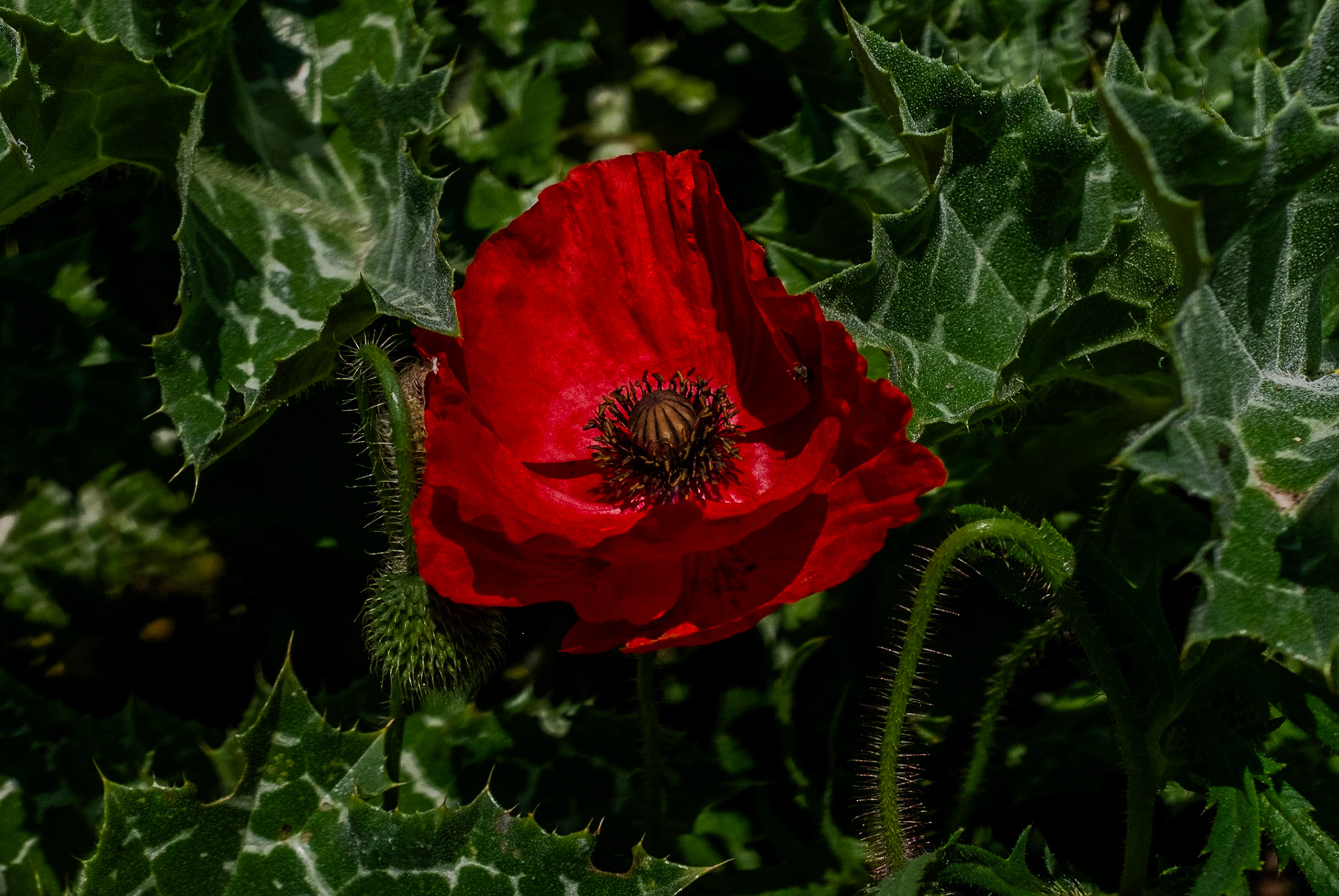 Germe: a scarlet poppy on a verge just west of the village centre.