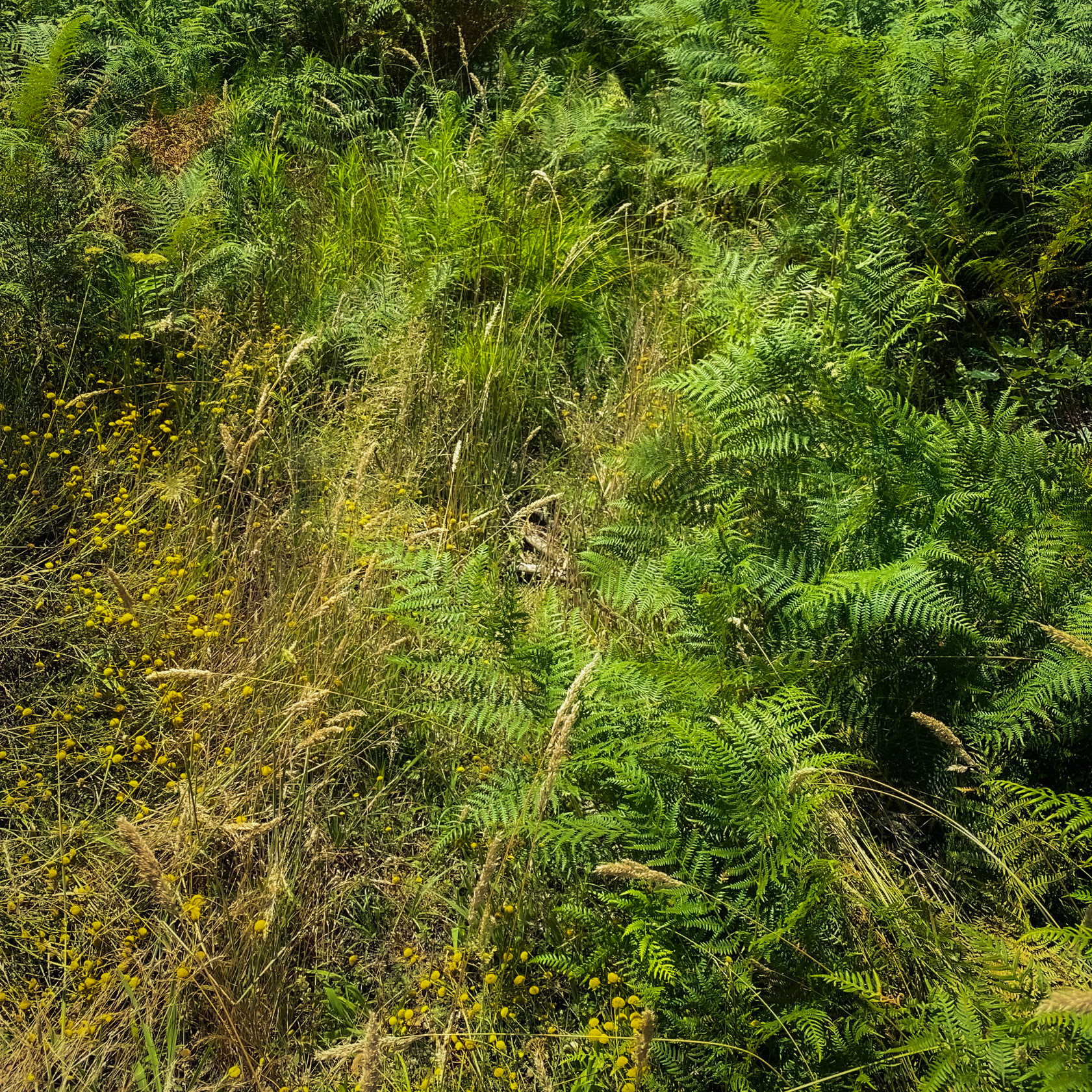 Kanlı forest: bracken