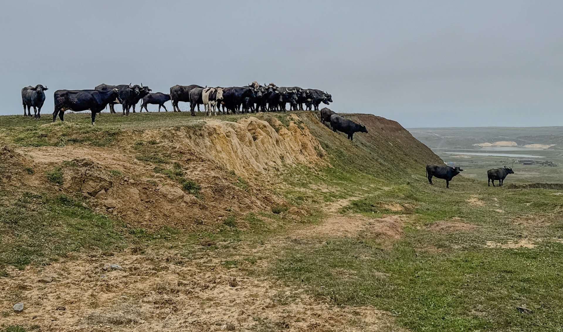 Yeniköy abandoned mineworkings: water buffalo