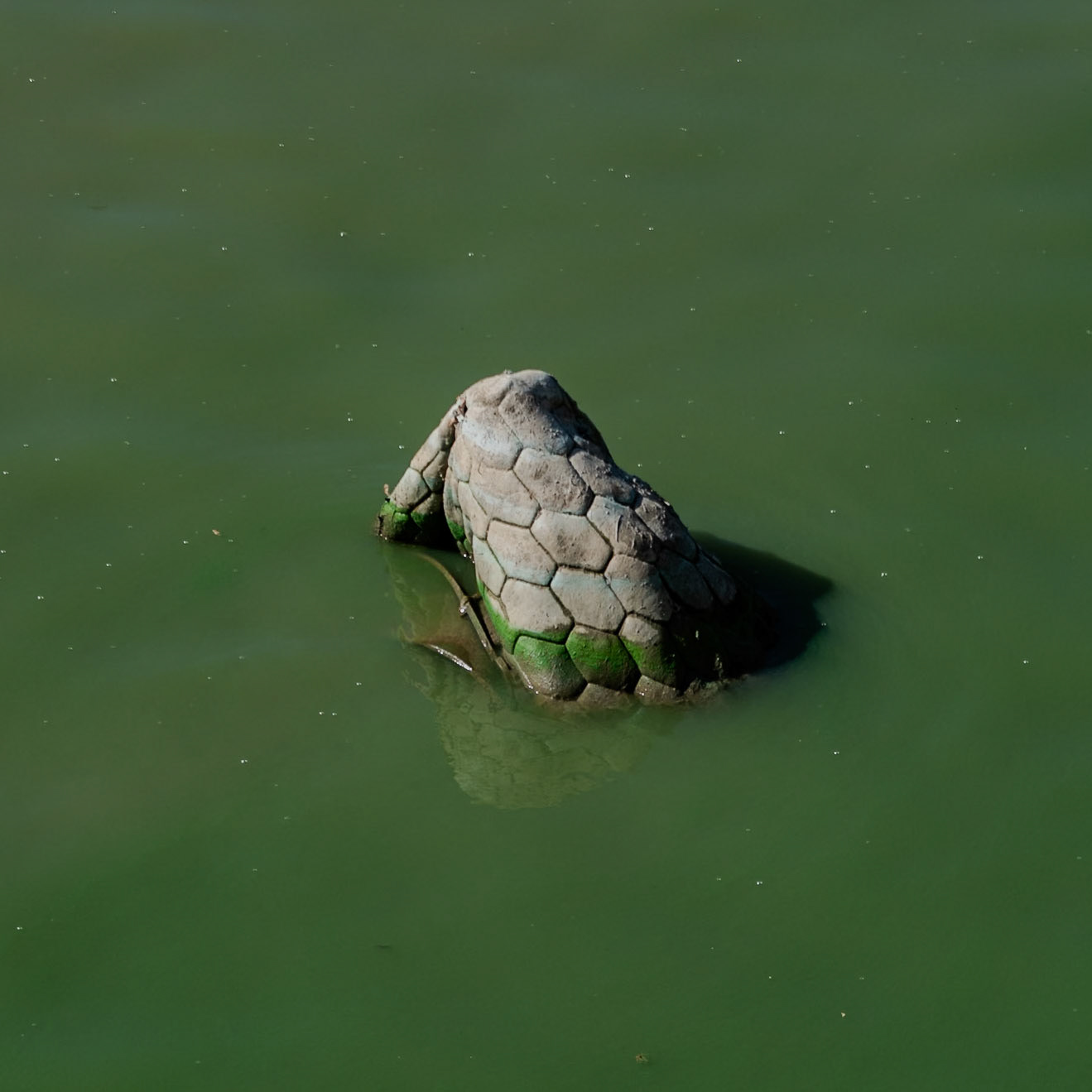 Paşaköy gorge: flotsam