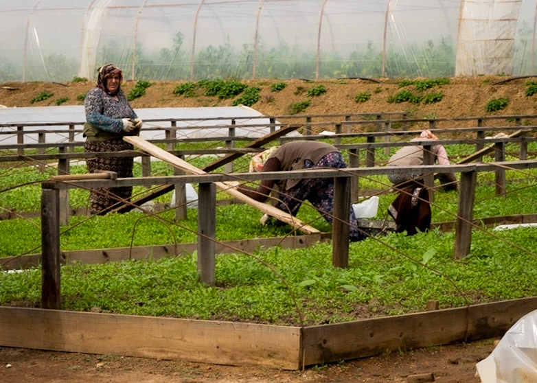 women market gardeners