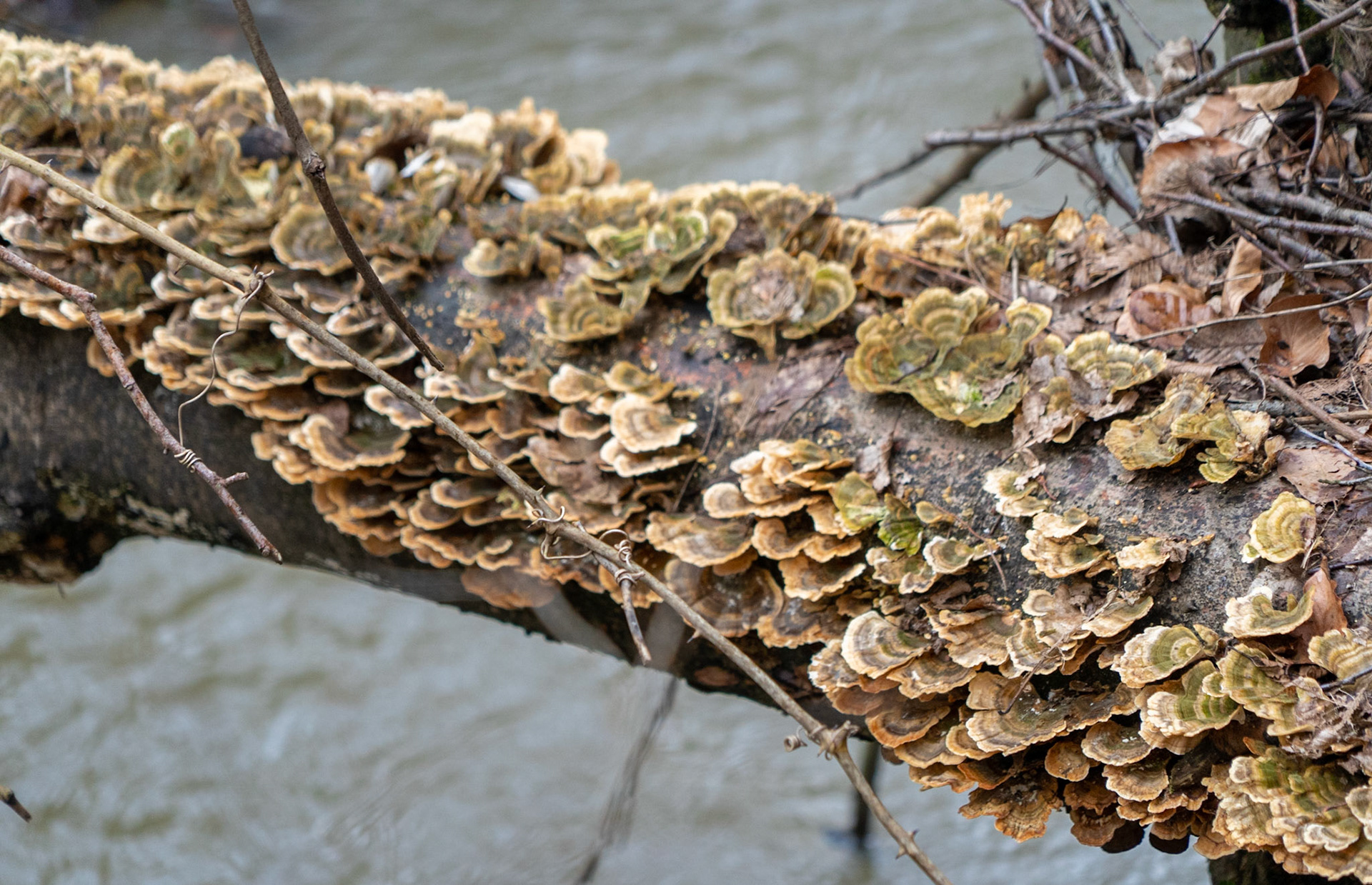 Kozu Deresi valleys: stream and wood fungi