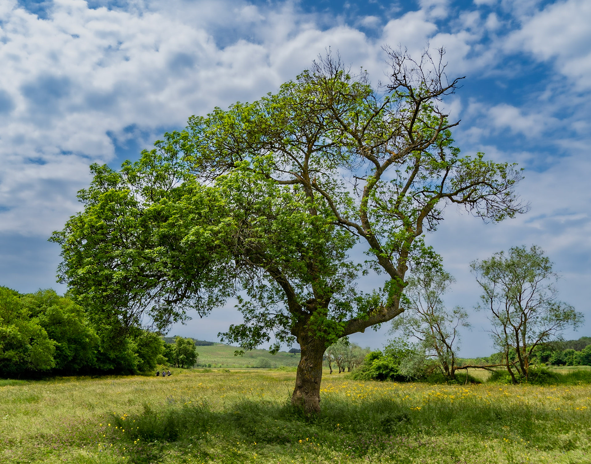 the northeastern Sazlıdere flower meadow: the Hiking Istanbul tree