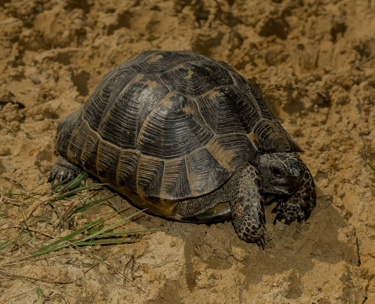 between Yeniköy and Terkos: a spur-thighed tortoise on a track