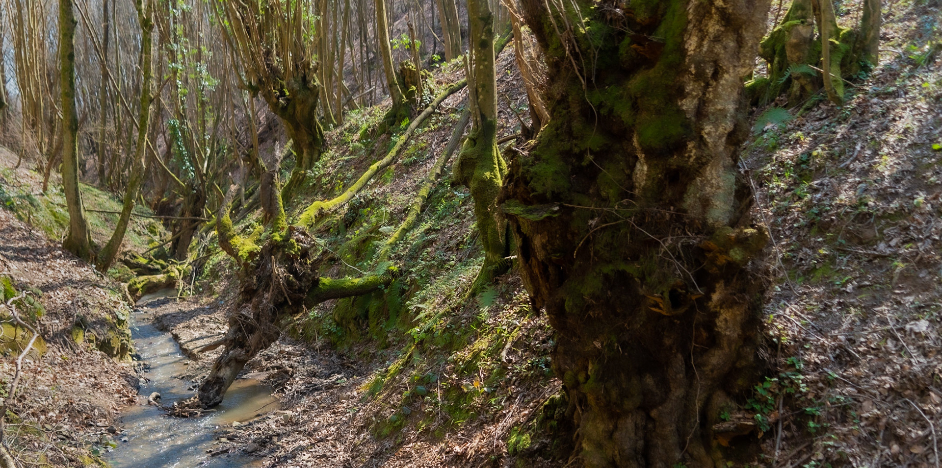 Zerzevat stream valley: old trees