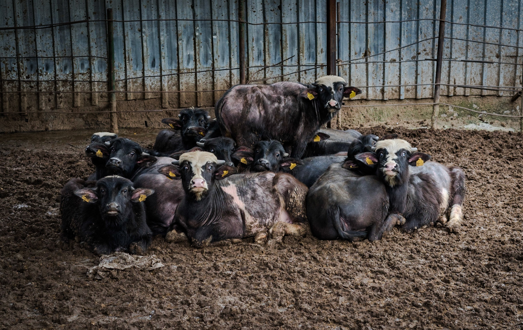 Baklalı: young bovine portrait