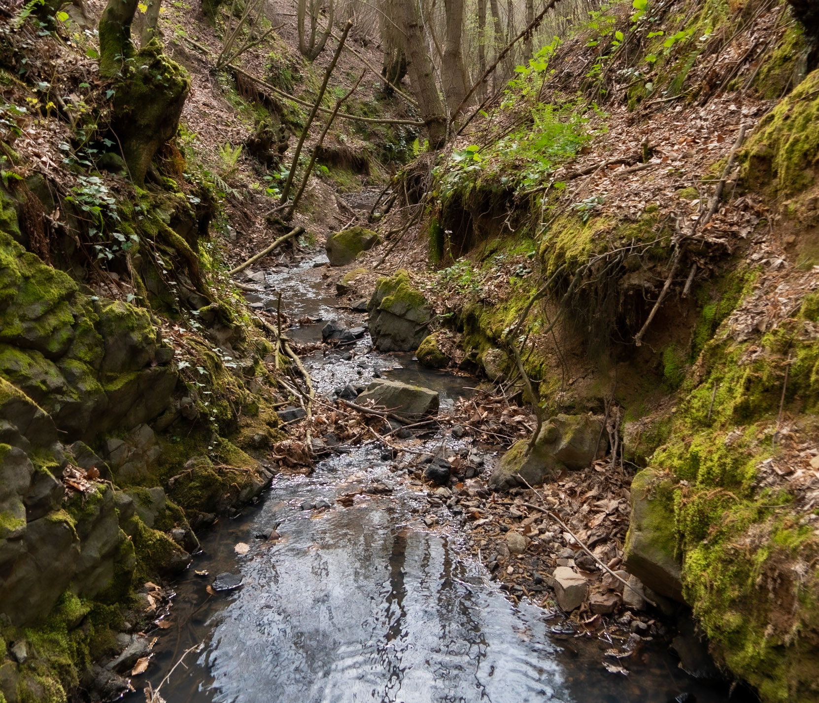 Kozlu stream valley: the stream