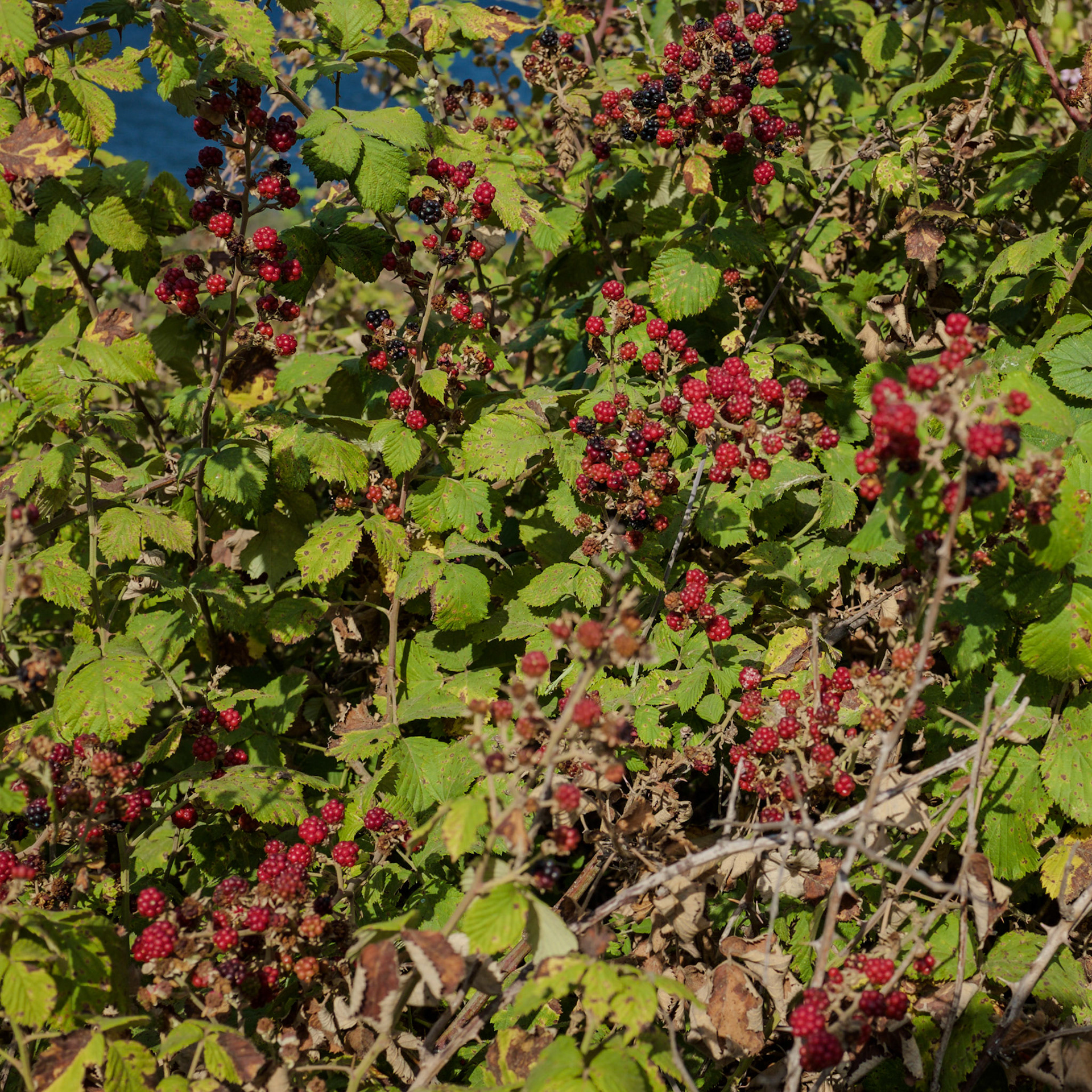 inside Istanbul University's agricultural faculty land: ripening blackberries