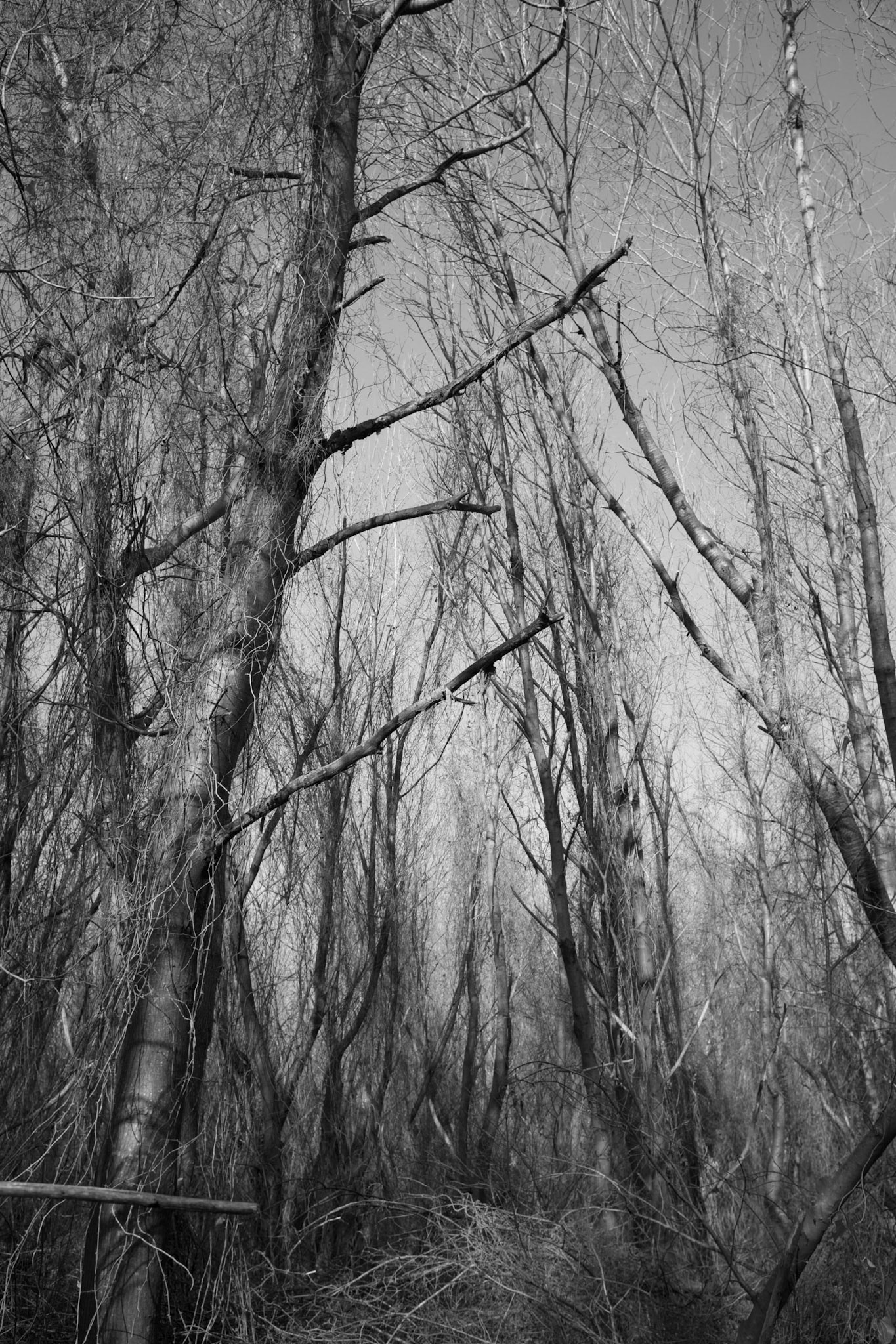 forest between Mahmut Şevket Paşa and Polonezköy on 17.1.15