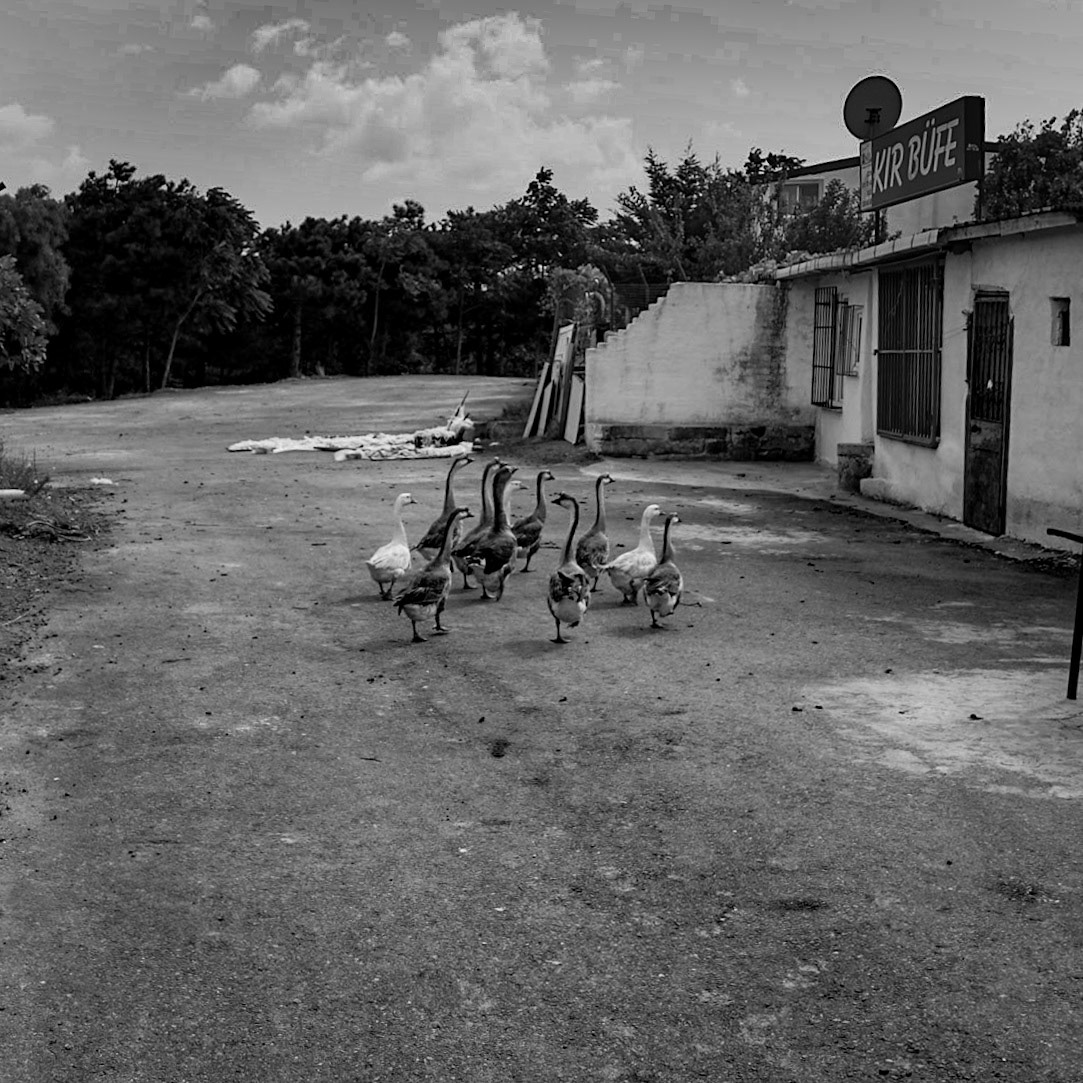 Gazi: geese