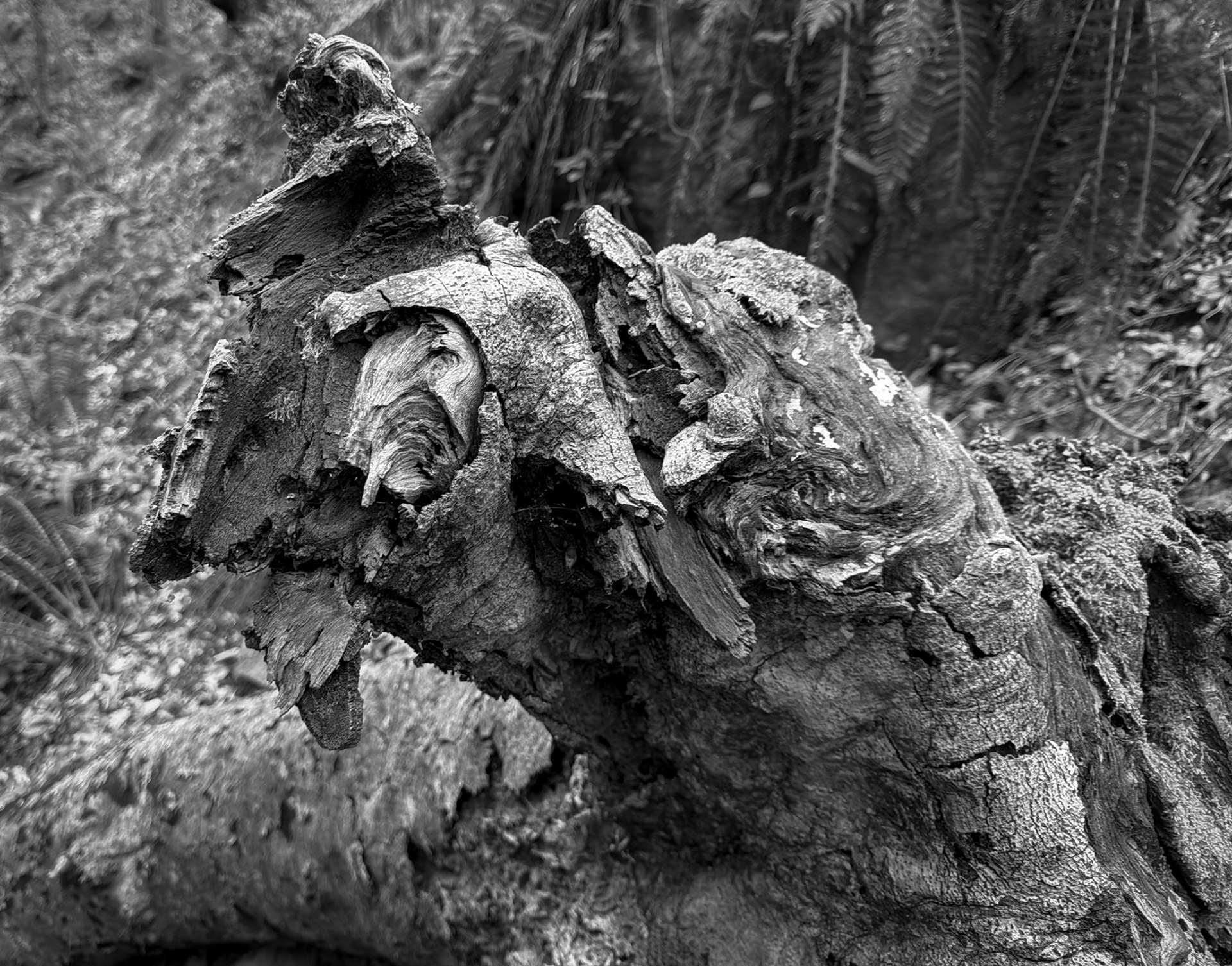 Dolap stream descent: wooden whirlpool