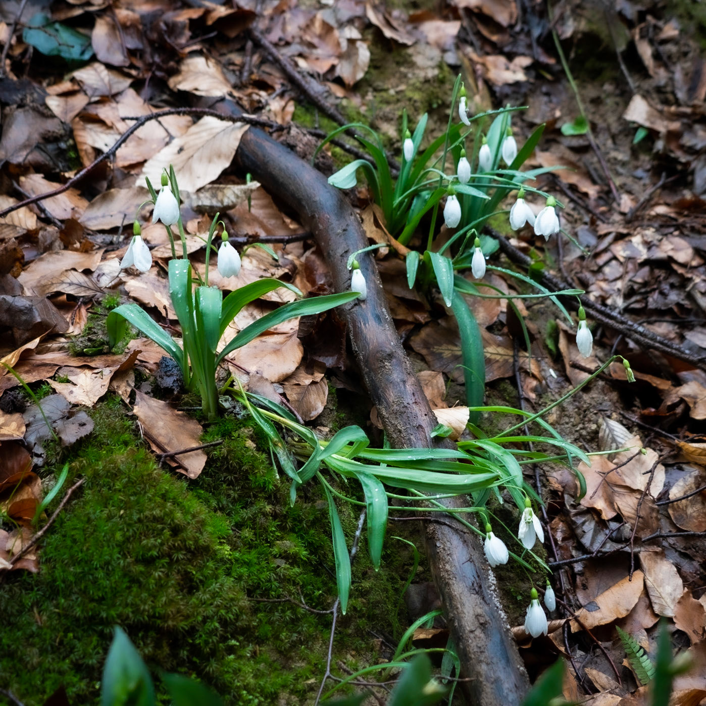 Polonezköy forests: snowdrops