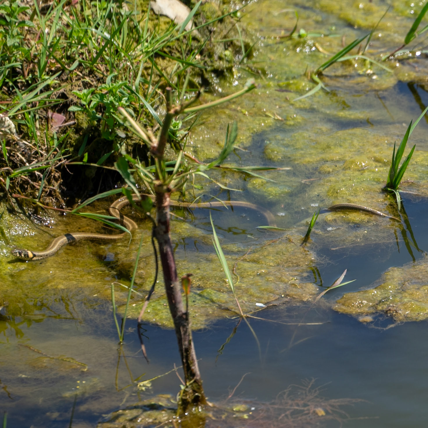 Şamlar reservoir: water snake