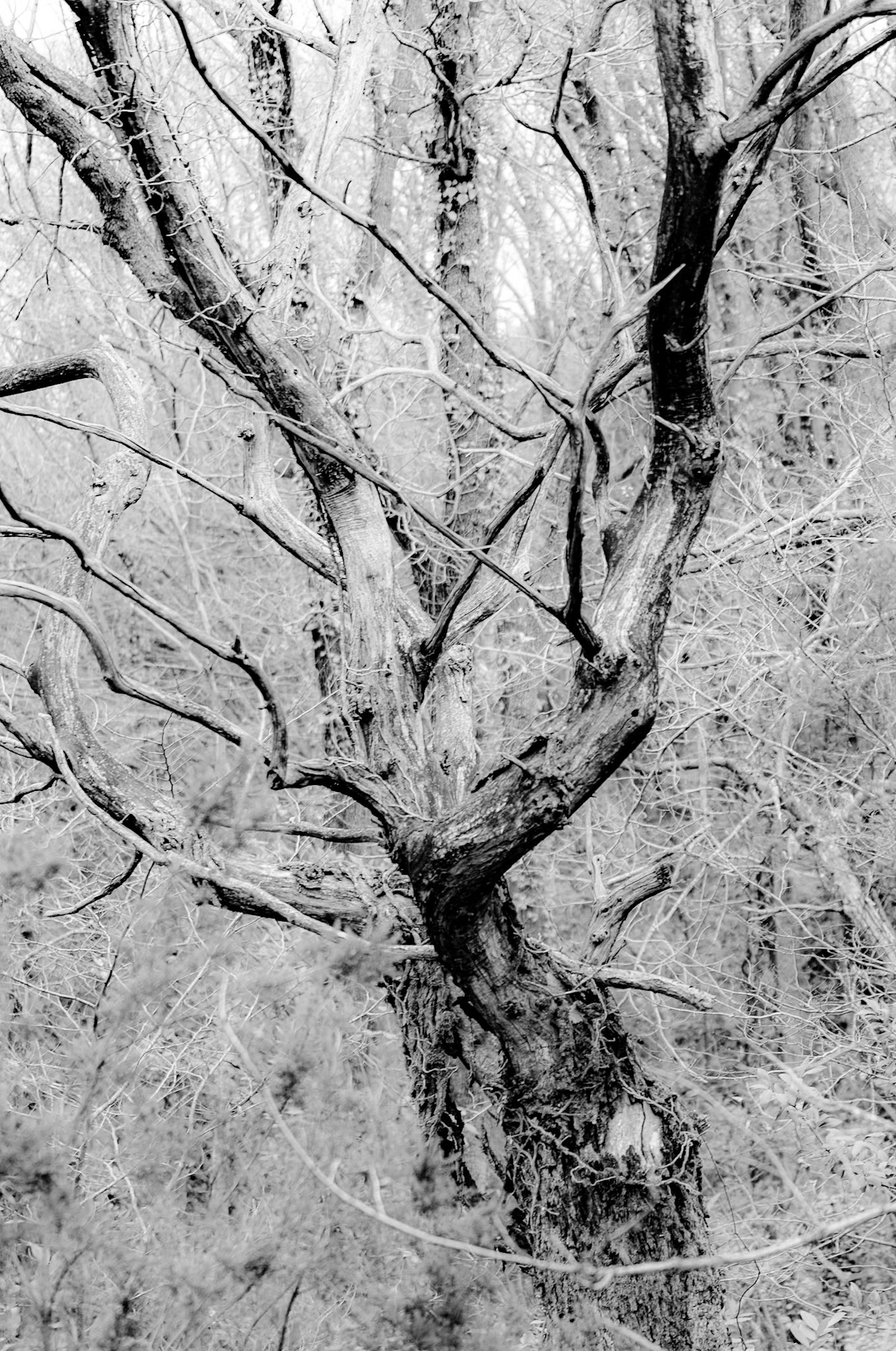 Dereseki forest traverse: antler tree
