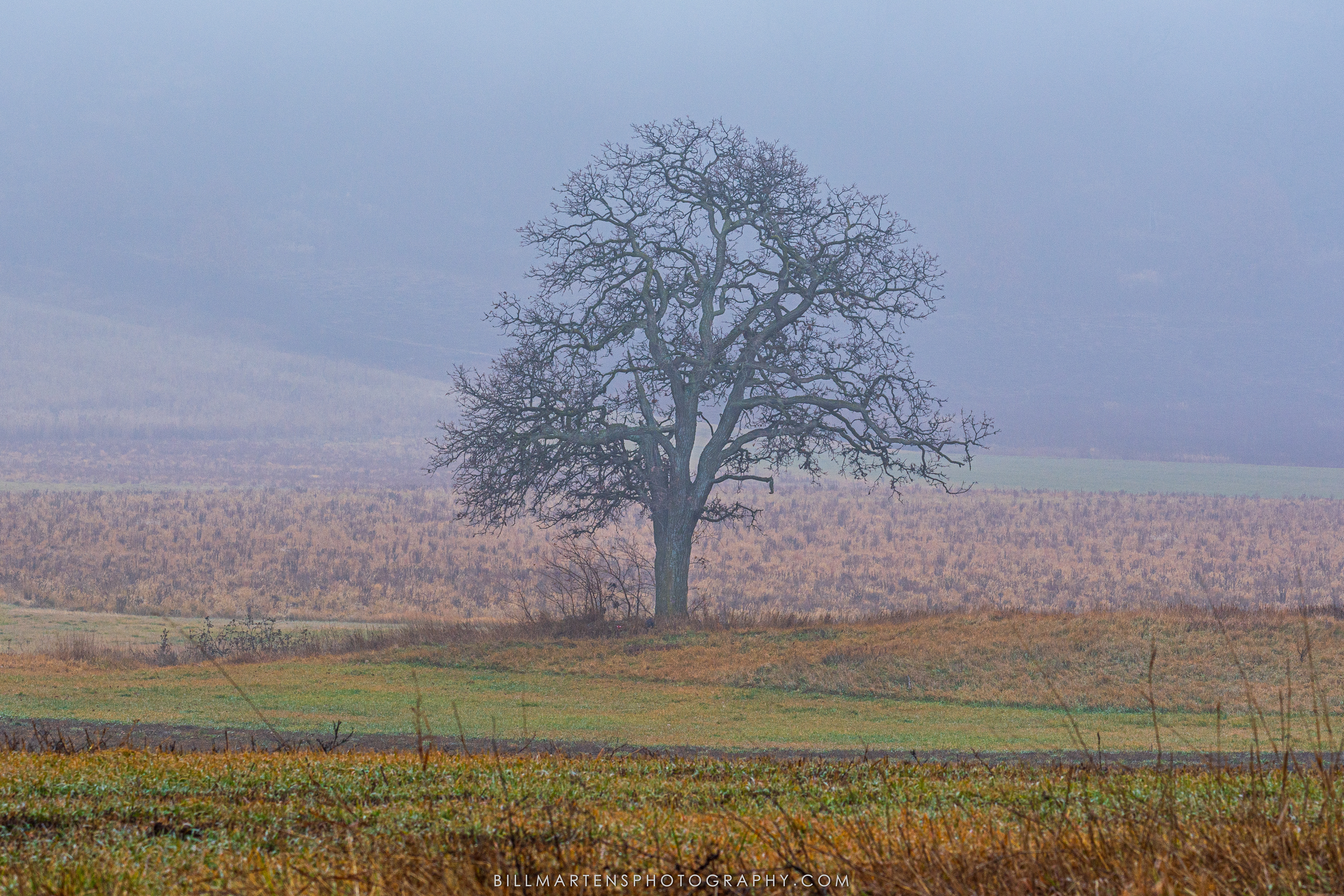 Pheasant Branch Conservancy, Middleton, Wisconsin - December 2023