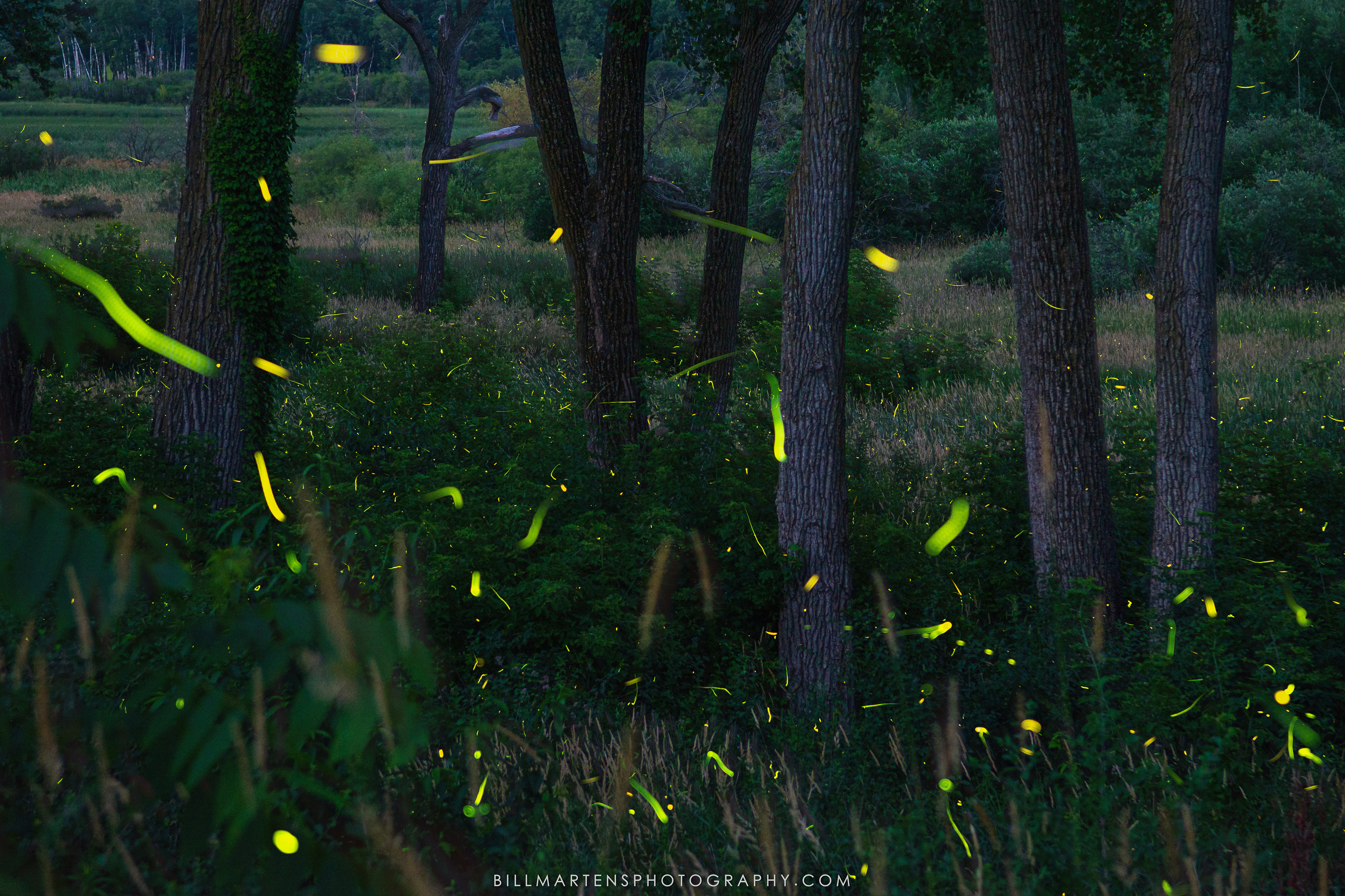 Pheasant Branch Conservancy, Middleton, Wisconsin - July 2025