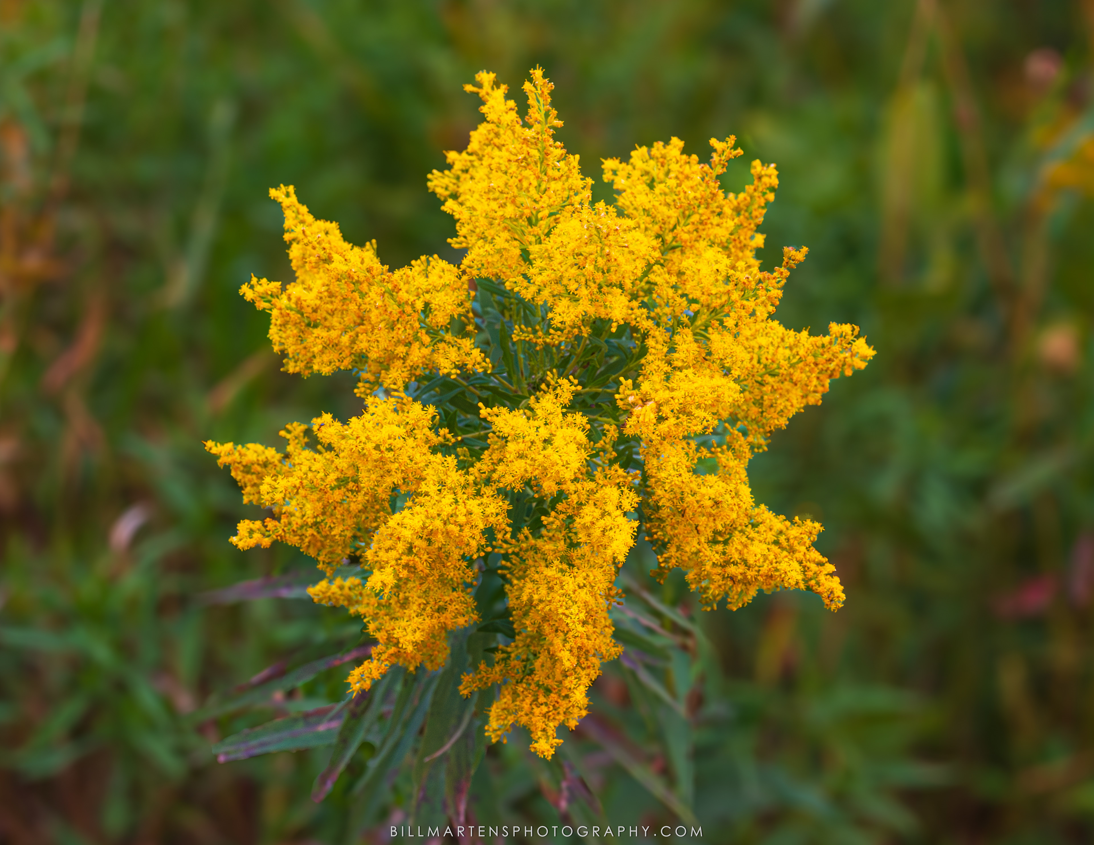 Pheasant Branch Conservancy, Middleton, Wisconsin - September 2025