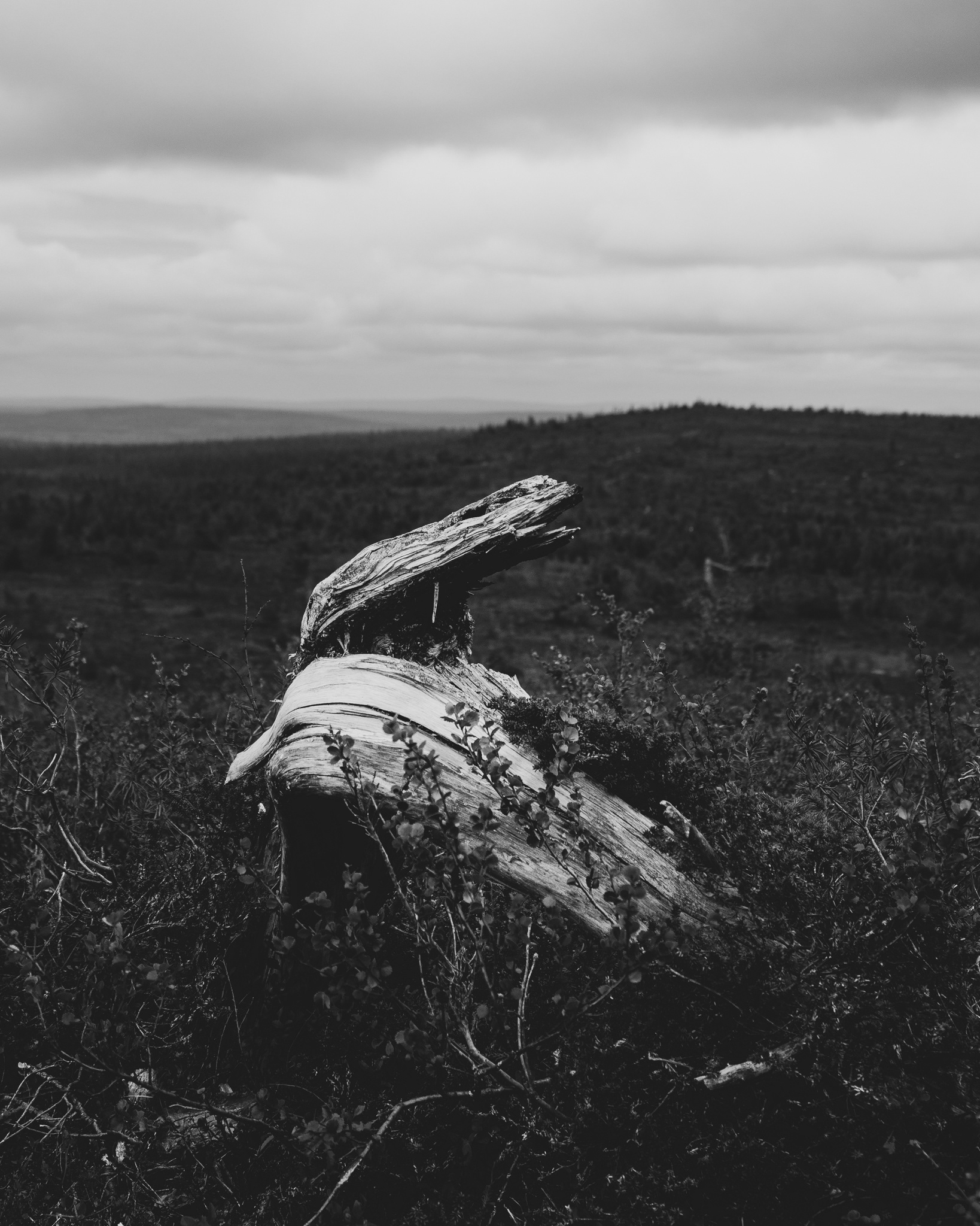Animal features / 2019