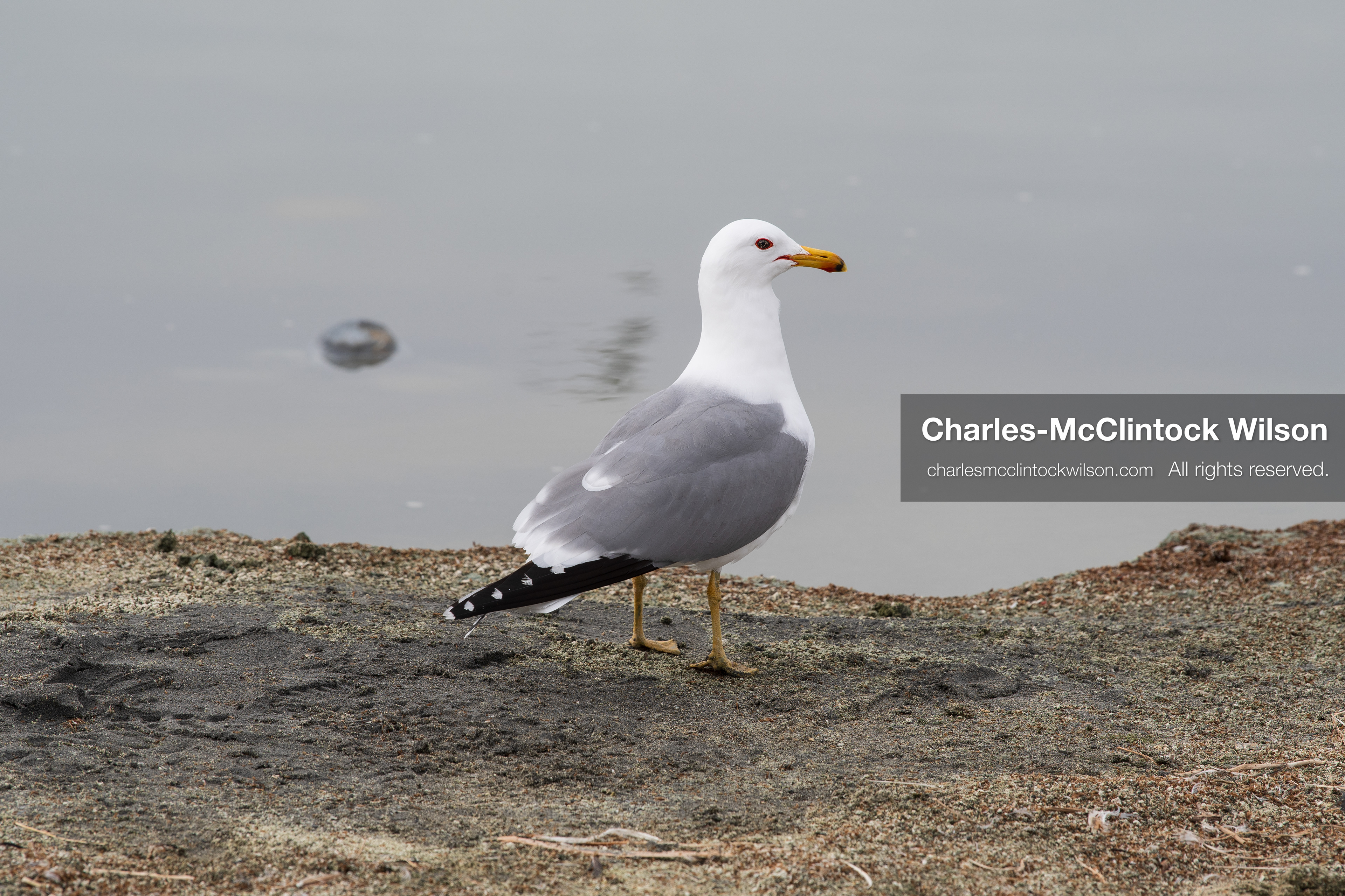 March 1, 2026, Great Salt Lake, Utah, USA: A bird stands near the shoreline of the Great Salt Lake as water levels in the region remain historically low. Reports from state officials and the Great Salt Lake Strike Team state that the lake continues to fall within a serious adverse‑effects range, with elevations among the lowest recorded in more than one hundred years. The lake has drawn increased public attention as lawmakers consider large‑scale water projects and long‑term plans to address declining conditions. (Credit Image: © Charles‑McClintock Wilson/ZUMA Press Wire)