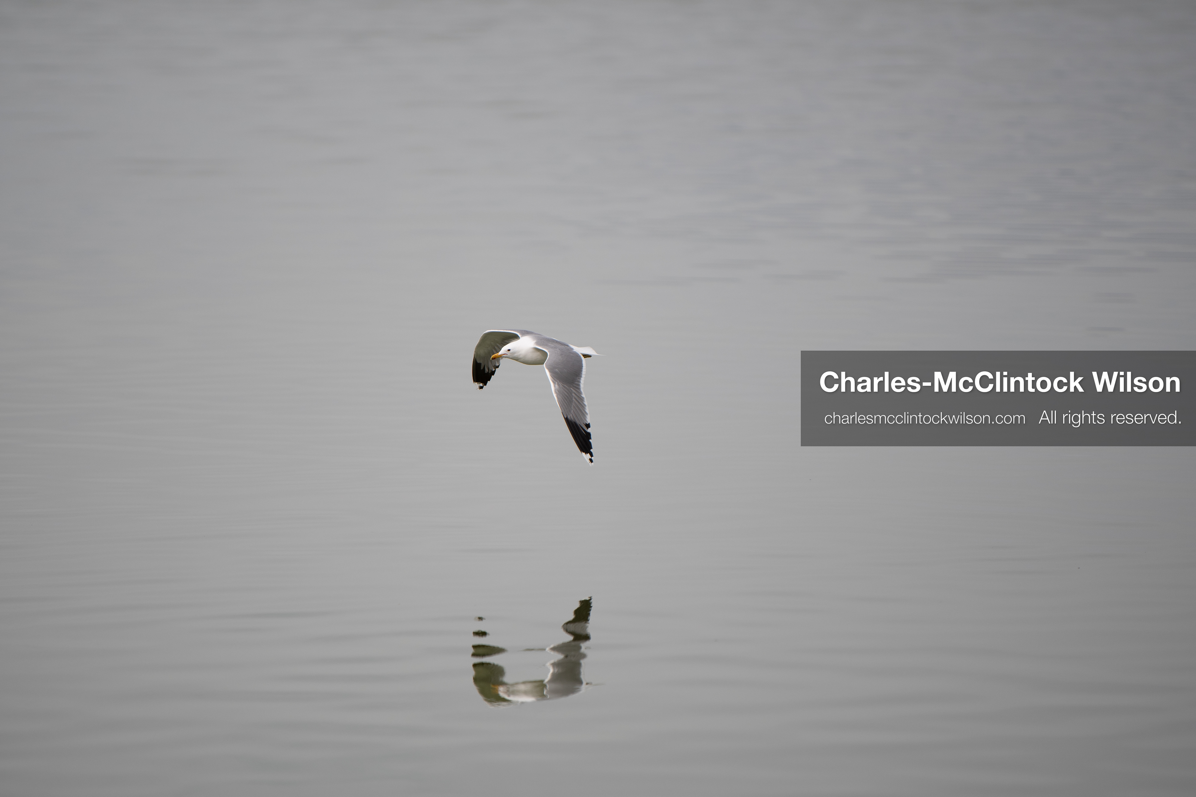 March 1, 2026, Great Salt Lake, Utah, USA: A bird flies low over the surface of the Great Salt Lake as water levels in the region remain historically low. Reports from state officials and the Great Salt Lake Strike Team state that the lake continues to fall within a serious adverse‑effects range, with elevations among the lowest recorded in more than one hundred years. The lake has drawn increased public attention as lawmakers consider large‑scale water projects and long‑term plans to address declining conditions. (Credit Image: © Charles‑McClintock Wilson/ZUMA Press Wire)