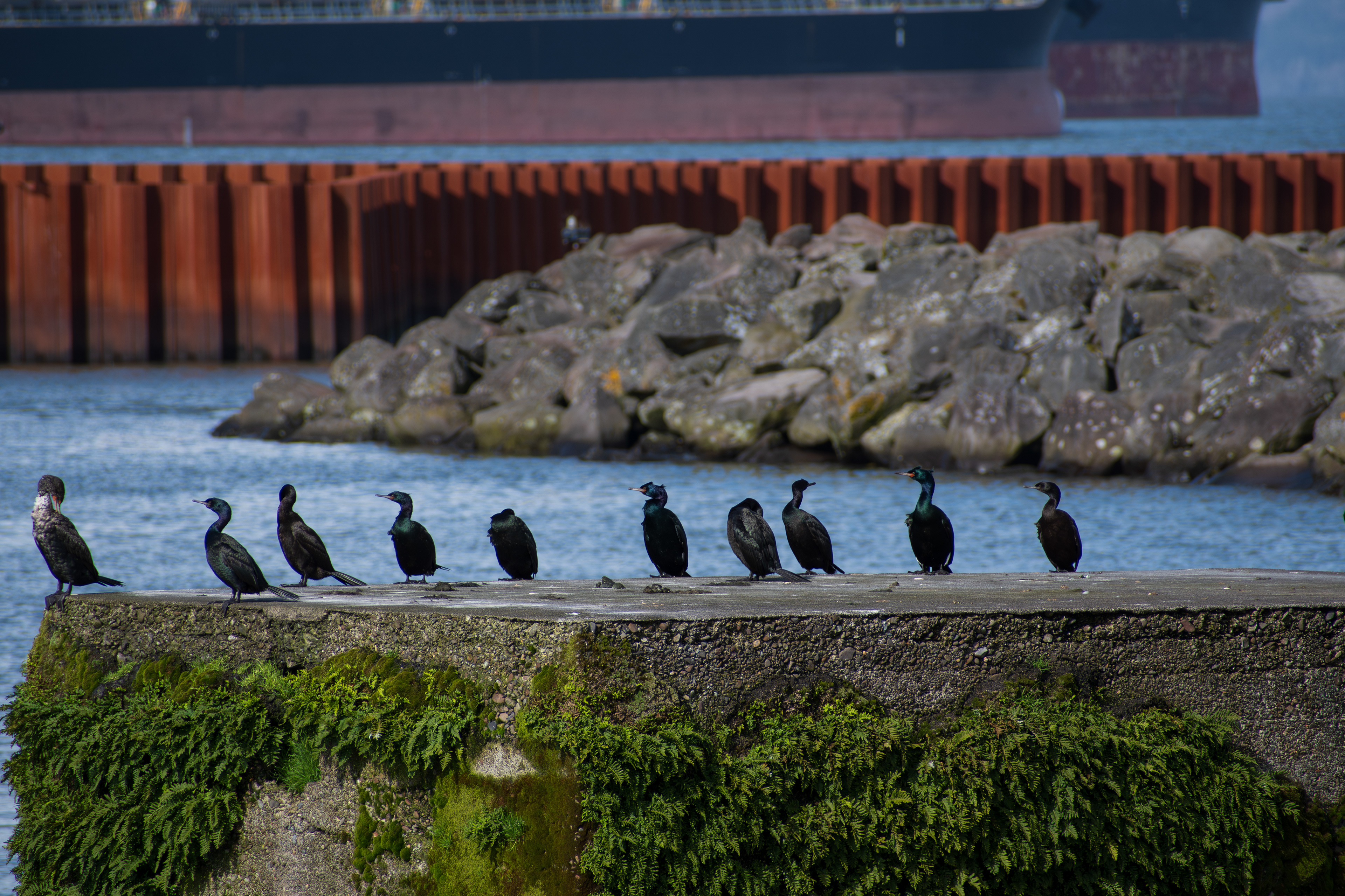 ASTORIA, OR, USA - APR 12, 2025: A group of Pelagic cormorants perched in alignment, showcasing their sleek black plumage along the scenic coastal waters of the Pacific Northwest.