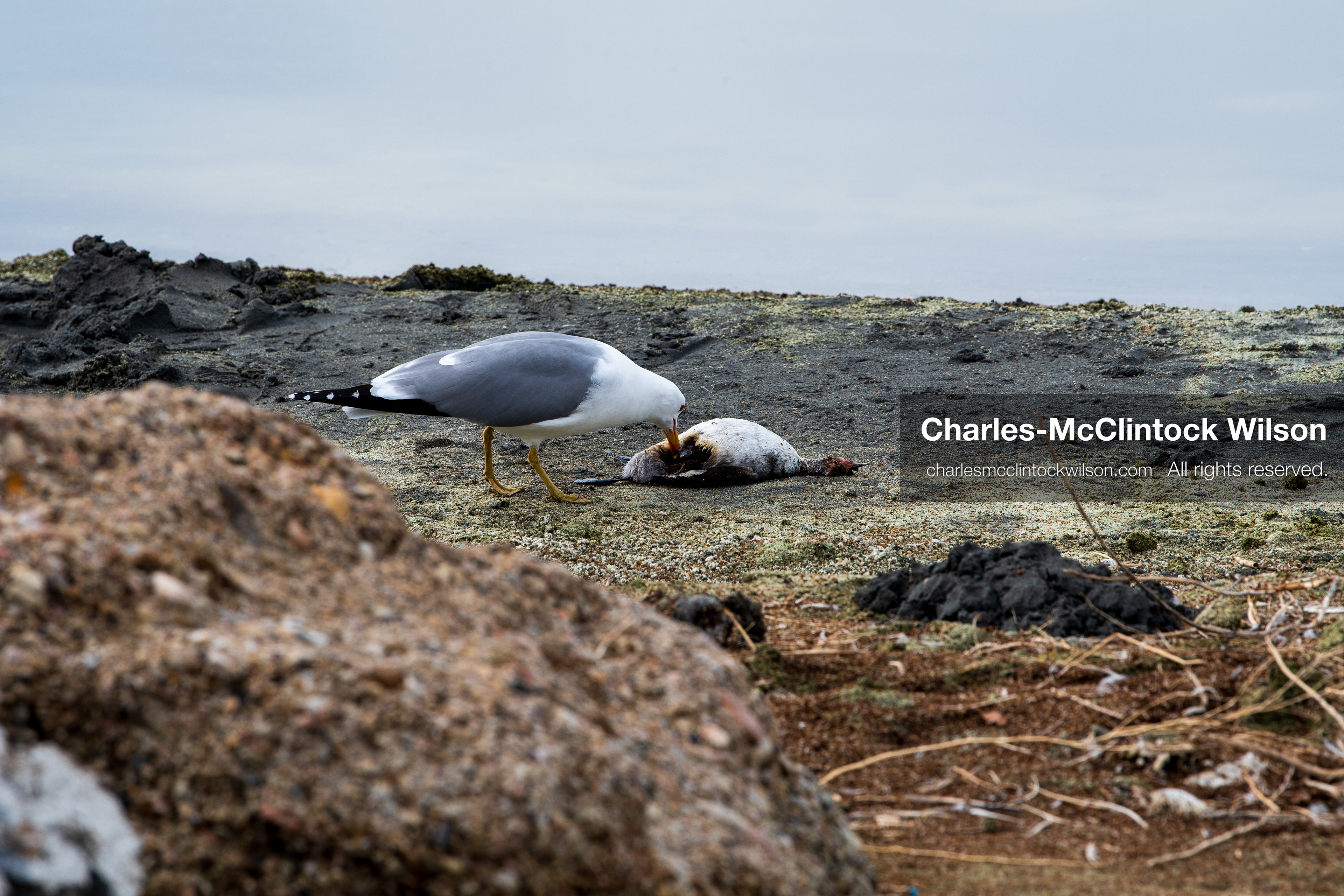 March 1, 2026, Great Salt Lake, Utah, USA: A bird feeds on the remains of another bird along the shoreline of the Great Salt Lake as the region continues to experience historically low water levels. Reports from state officials and the Great Salt Lake Strike Team state that the lake remains in a serious adverse‑effects range, with elevations among the lowest recorded in more than one hundred years. The lake has drawn increased public attention as lawmakers consider large‑scale water projects and long‑term plans to address declining conditions. (Credit Image: © Charles‑McClintock Wilson/ZUMA Press Wire)
