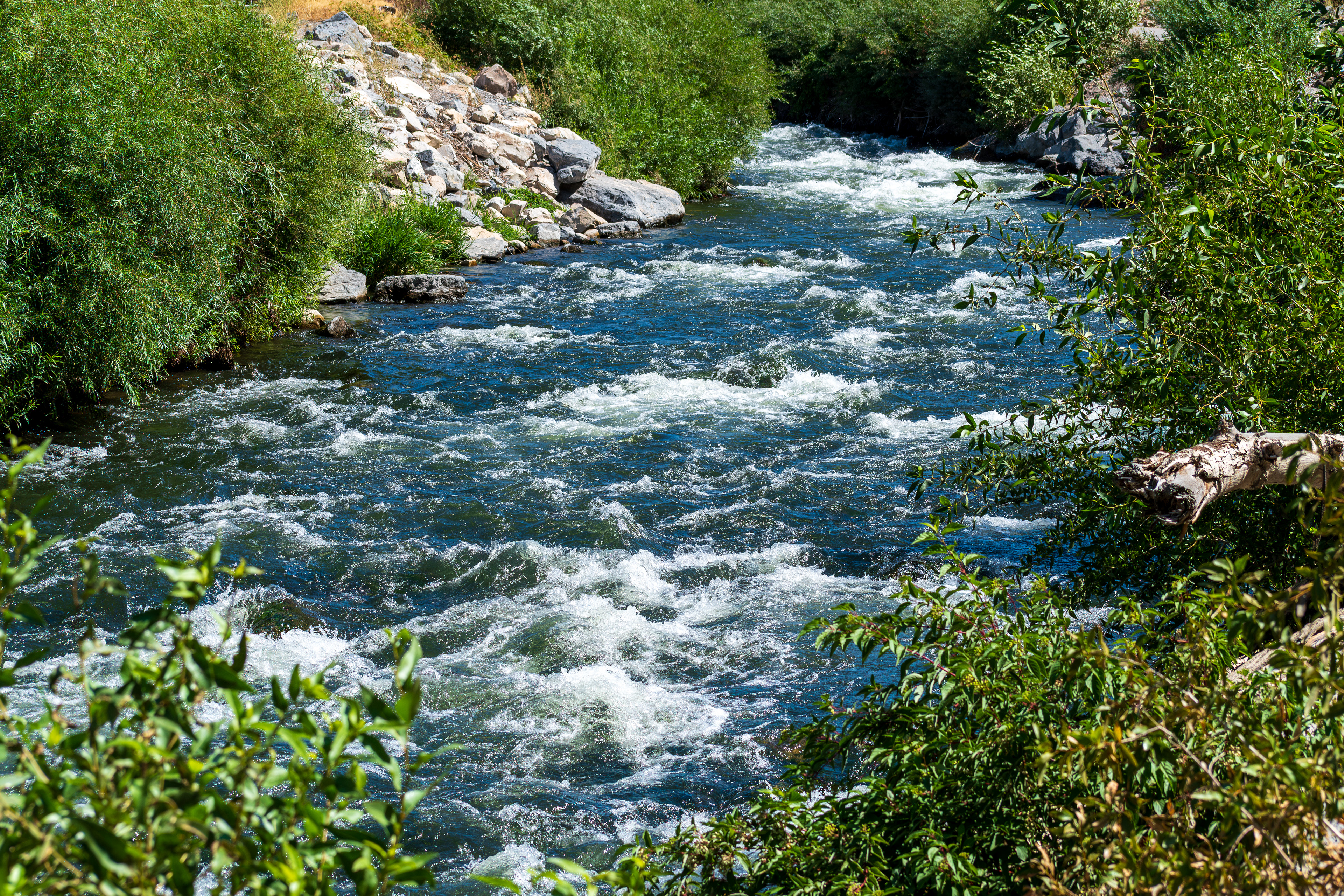 Provo, Utah, USA — September 1, 2025: A fast-flowing section of the Provo River cuts through lush vegetation and rocky banks, its turbulent current framed by dense greenery. 