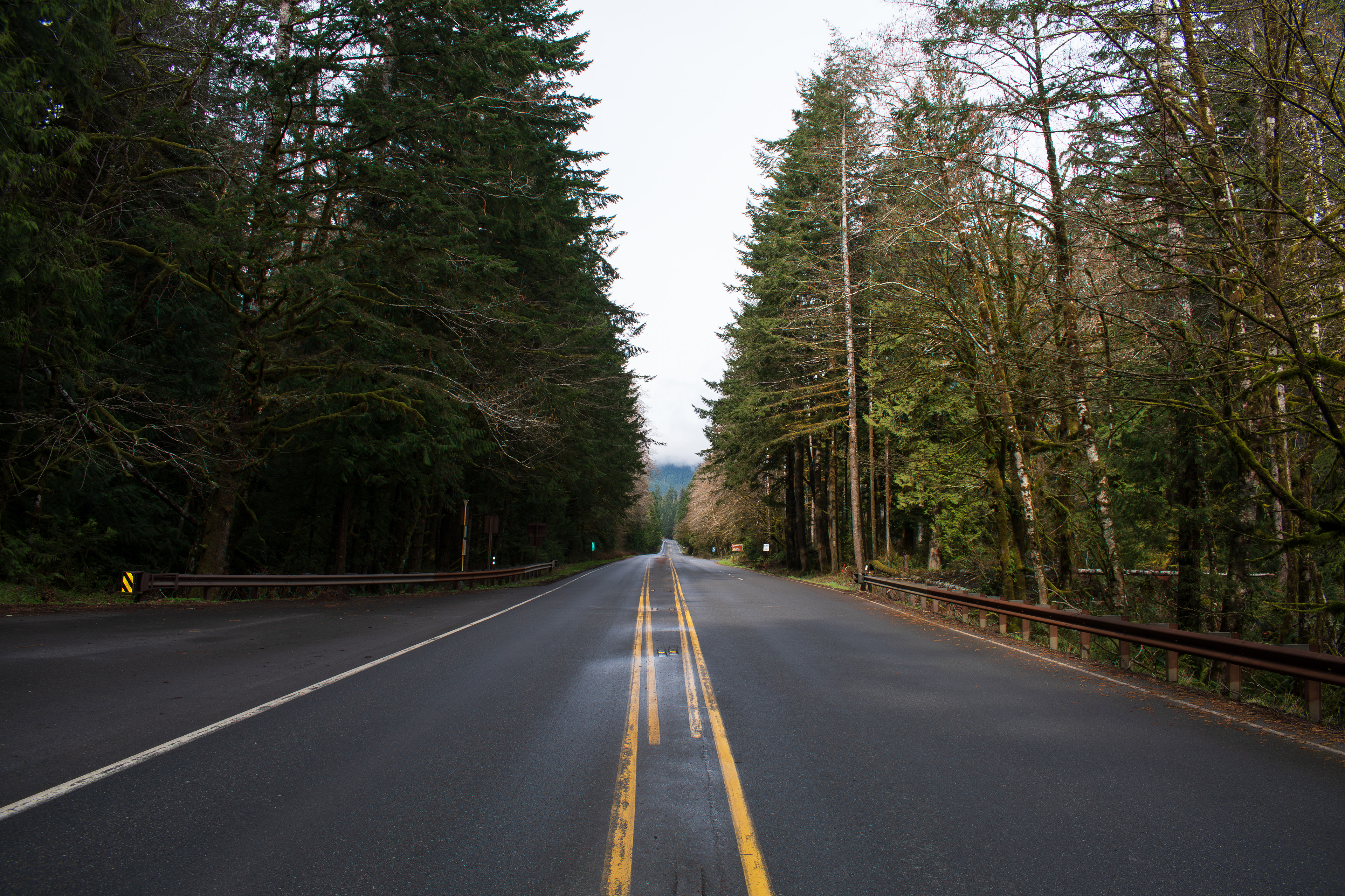 PORT ANGELES, WA, USA - APR 12, 2025: Empty U.S. Route 101, or U.S. Highway 101 running through the middle of Hoh Rain Forest in Olympic National Park on the Olympic Peninsula of Washington state. 