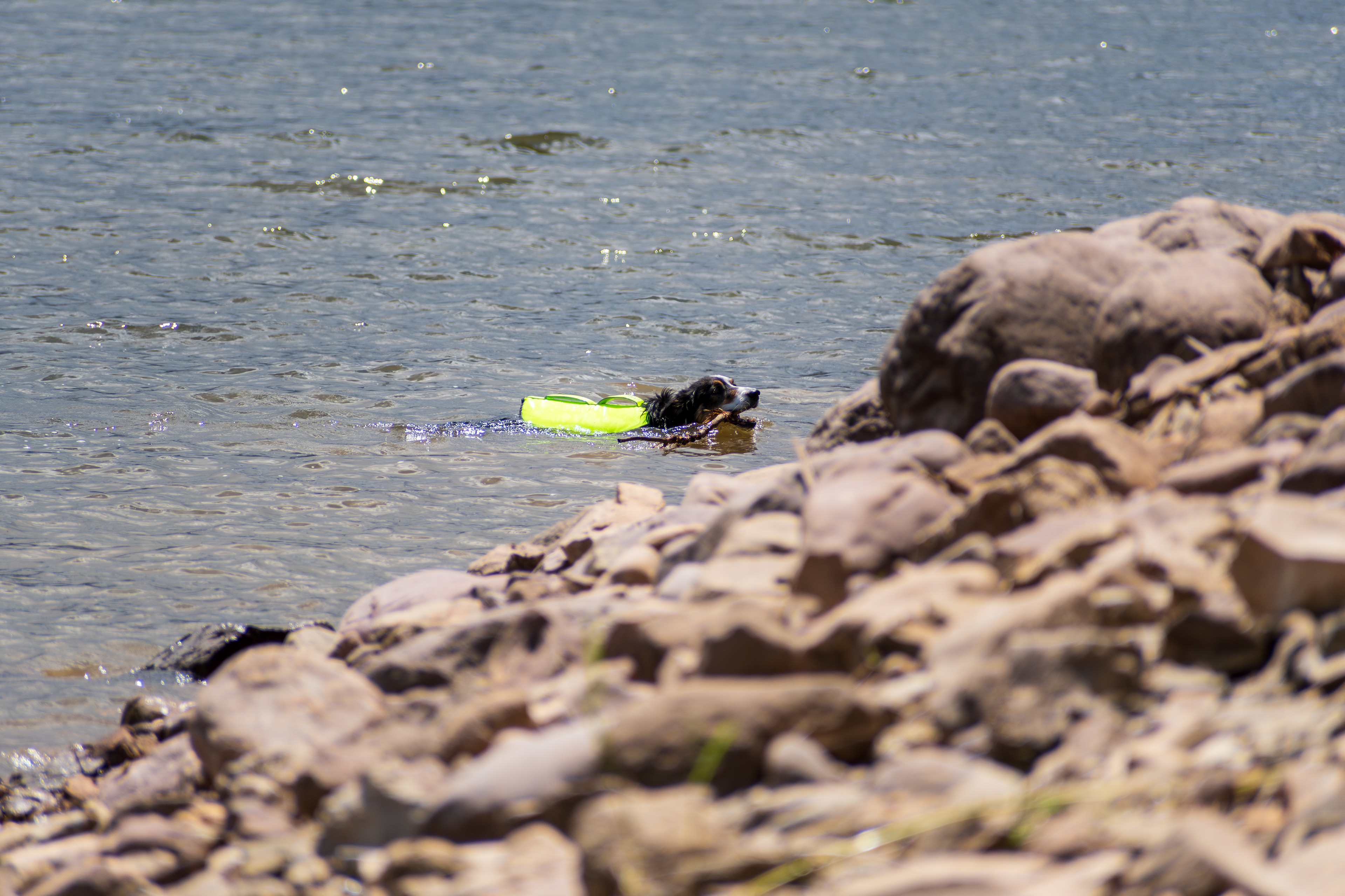 Summit County, Utah – July 20, 2025: Wearing a neon green life jacket, a dog confidently swims toward shore at Smith and Morehouse Reservoir. 