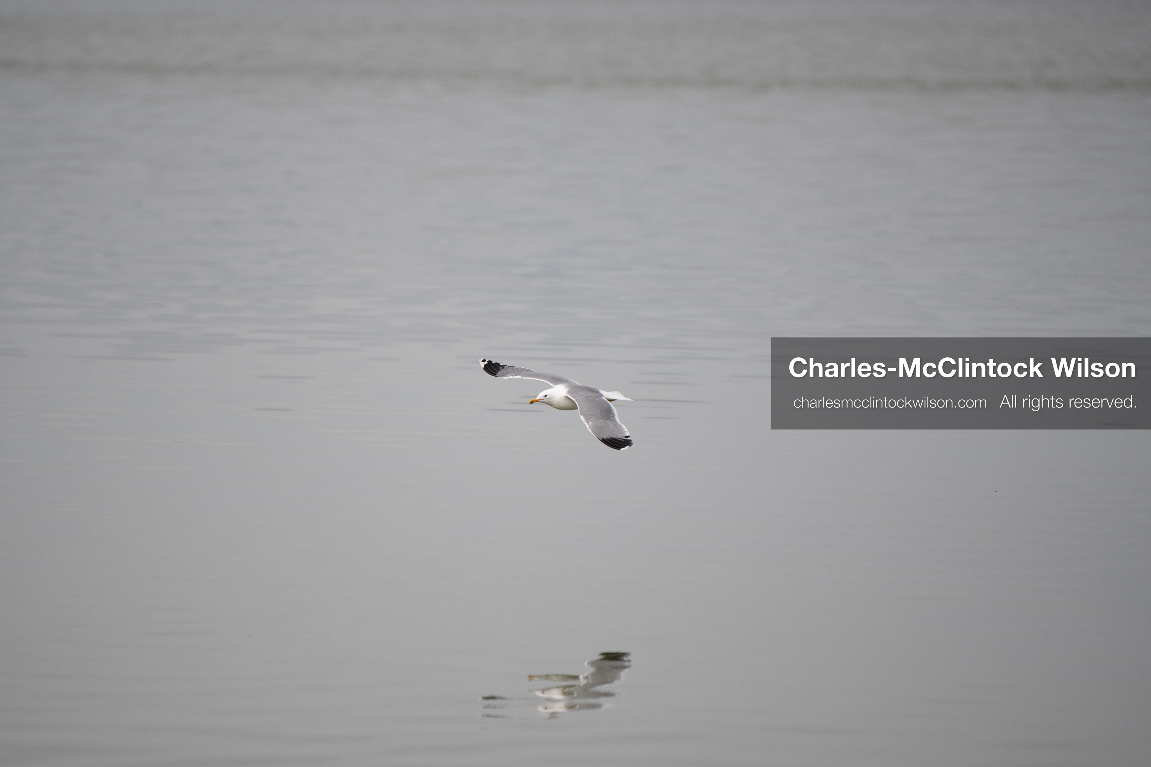 March 1, 2026, Great Salt Lake, Utah, USA: A bird flies low over the surface of the Great Salt Lake as water levels in the region remain historically low. Reports from state officials and the Great Salt Lake Strike Team state that the lake continues to fall within a serious adverse‑effects range, with elevations among the lowest recorded in more than one hundred years. The lake has drawn increased public attention as lawmakers consider large‑scale water projects and long‑term plans to address declining conditions. (Credit Image: © Charles‑McClintock Wilson/ZUMA Press Wire)