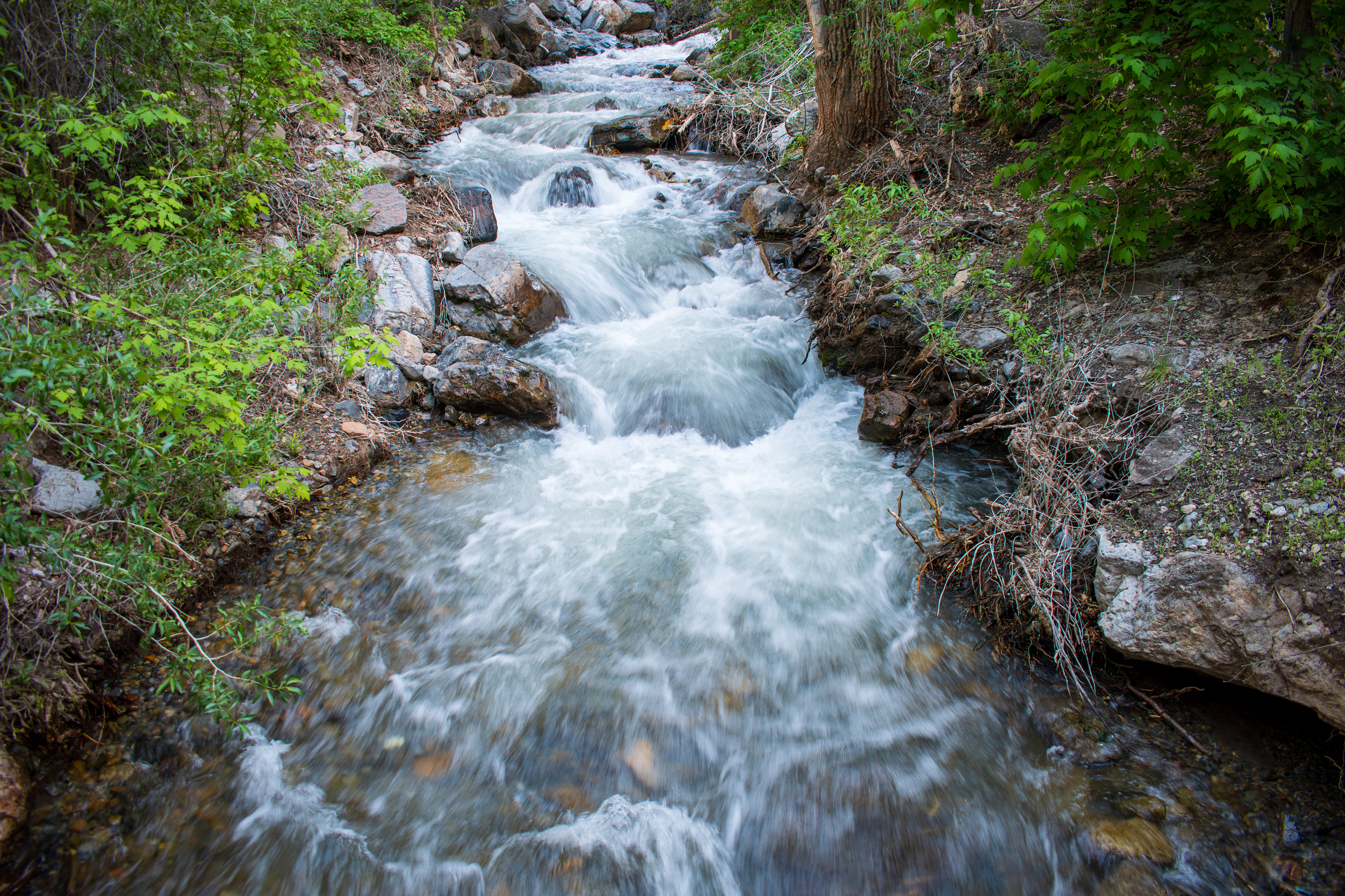 Santaquin Canyon, Utah, USA – May 27, 2025: Santaquin Creek flows through the forested Tinney Flat Campground in the Uinta-Wasatch-Cache National Forest. 