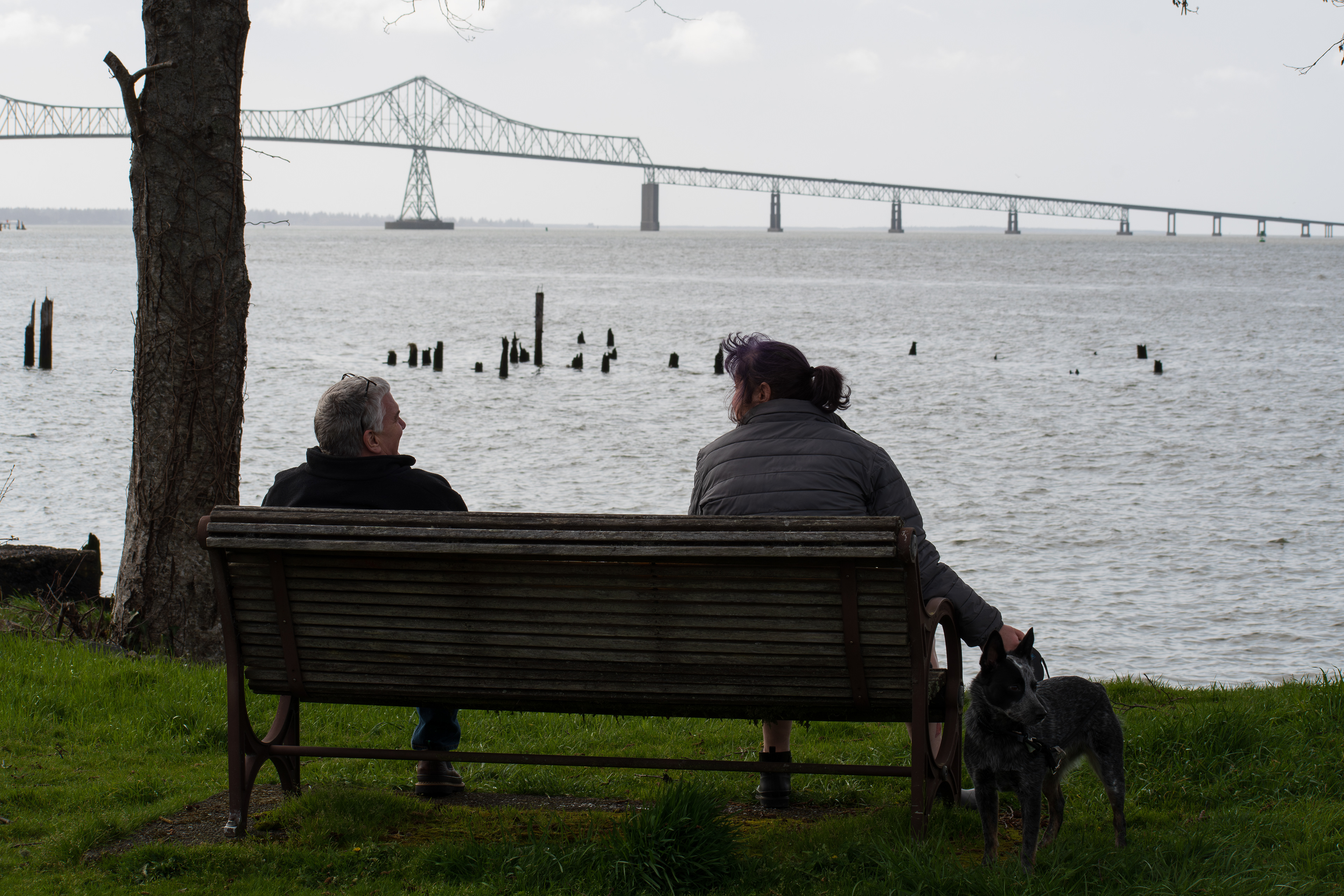 ASTORIA, OR, USA - APR 12, 2025: A couple sits on a bench with their dog, gazing at the Astoria-Megler Bridge spanning the Columbia River in the Pacific Northwest. 