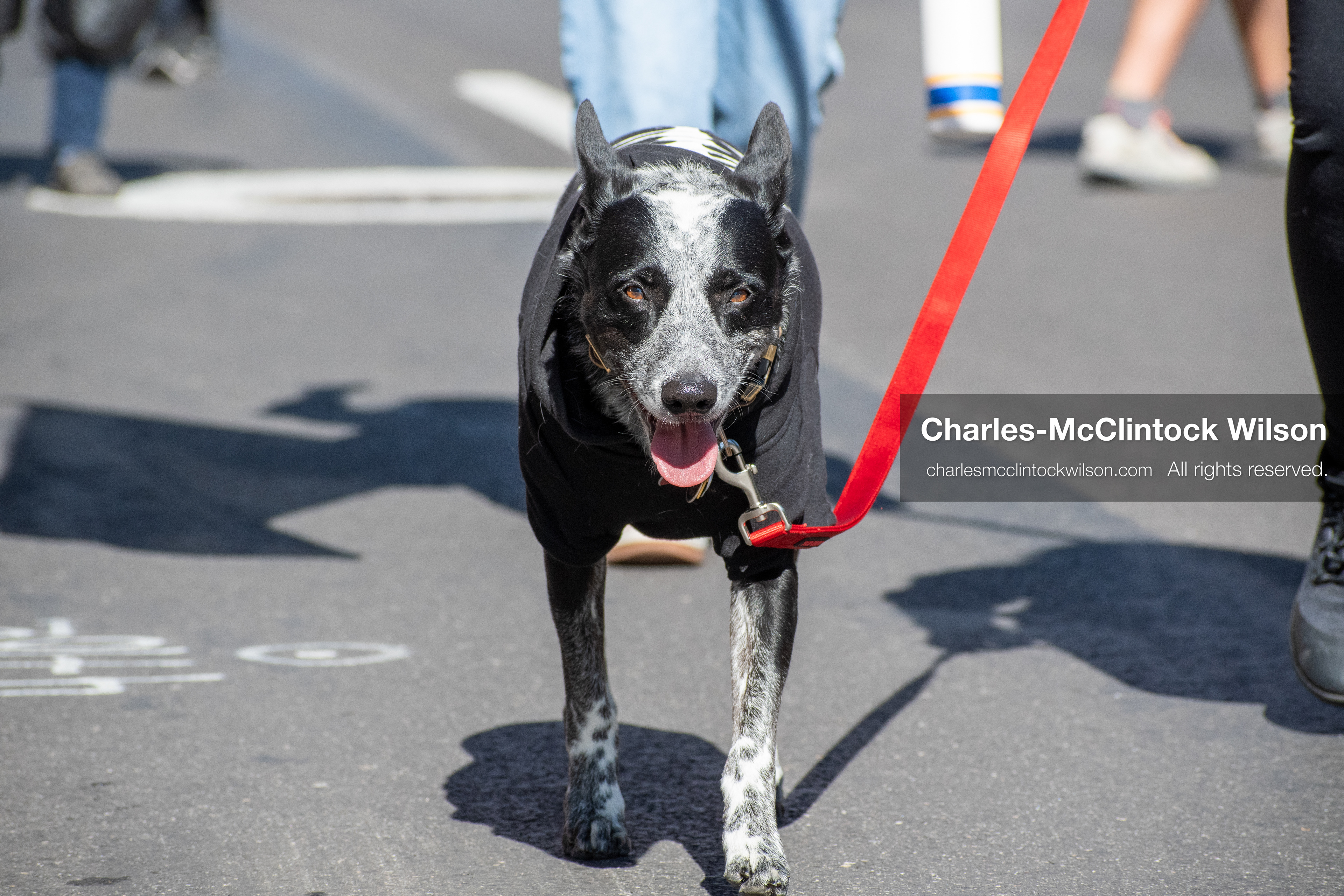 October 18, 2025, Salt Lake City, Utah, USA: A dog walks with demonstrators during a "No Kings" rally at Washington Square Park in Salt Lake City, Utah. The protest was part of a nationwide mobilization.