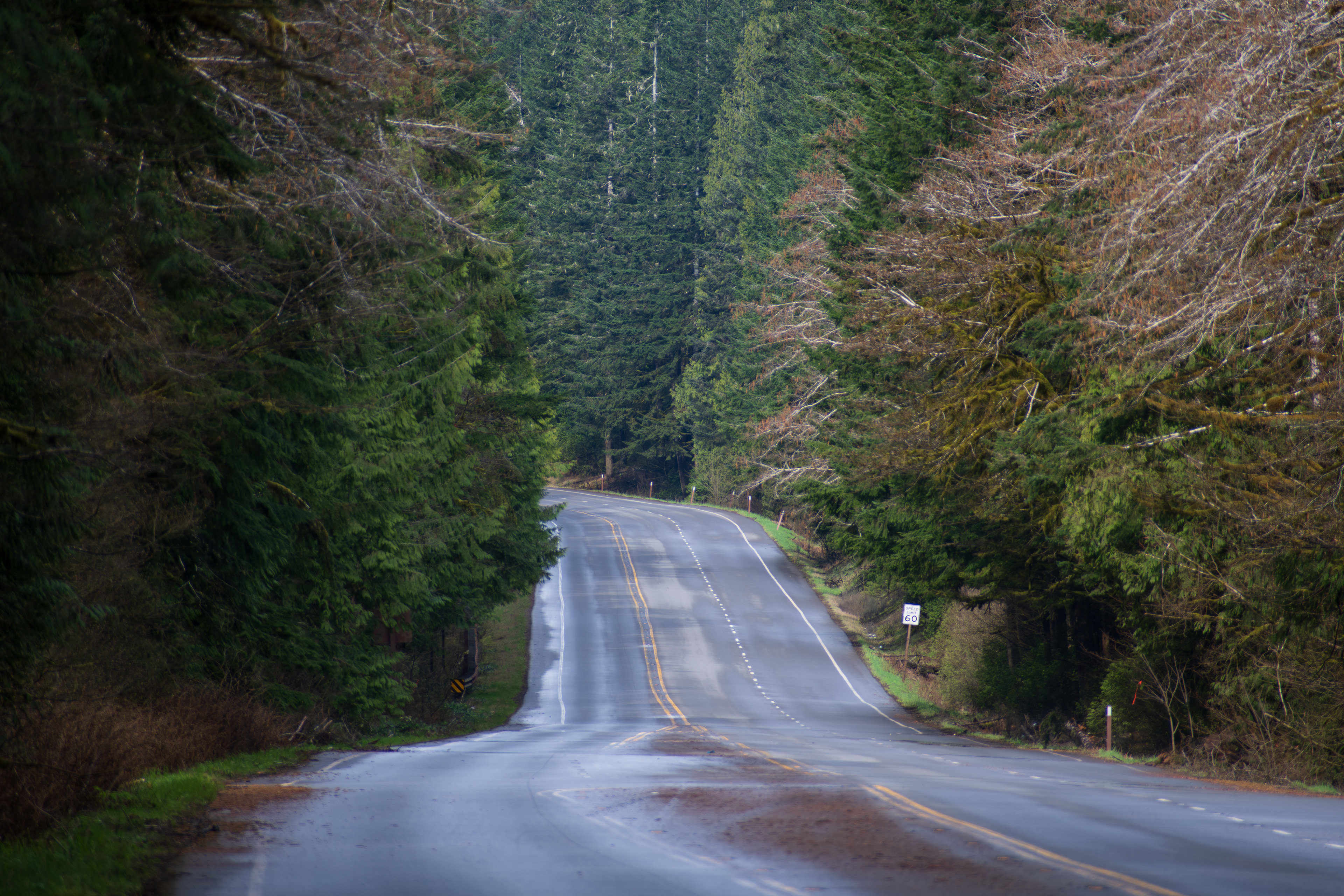 PORT ANGELES, WA, USA - APR 12, 2025: Empty U.S. Route 101, or U.S. Highway 101 running through the middle of Hoh Rain Forest in Olympic National Park on the Olympic Peninsula of Washington state. 
