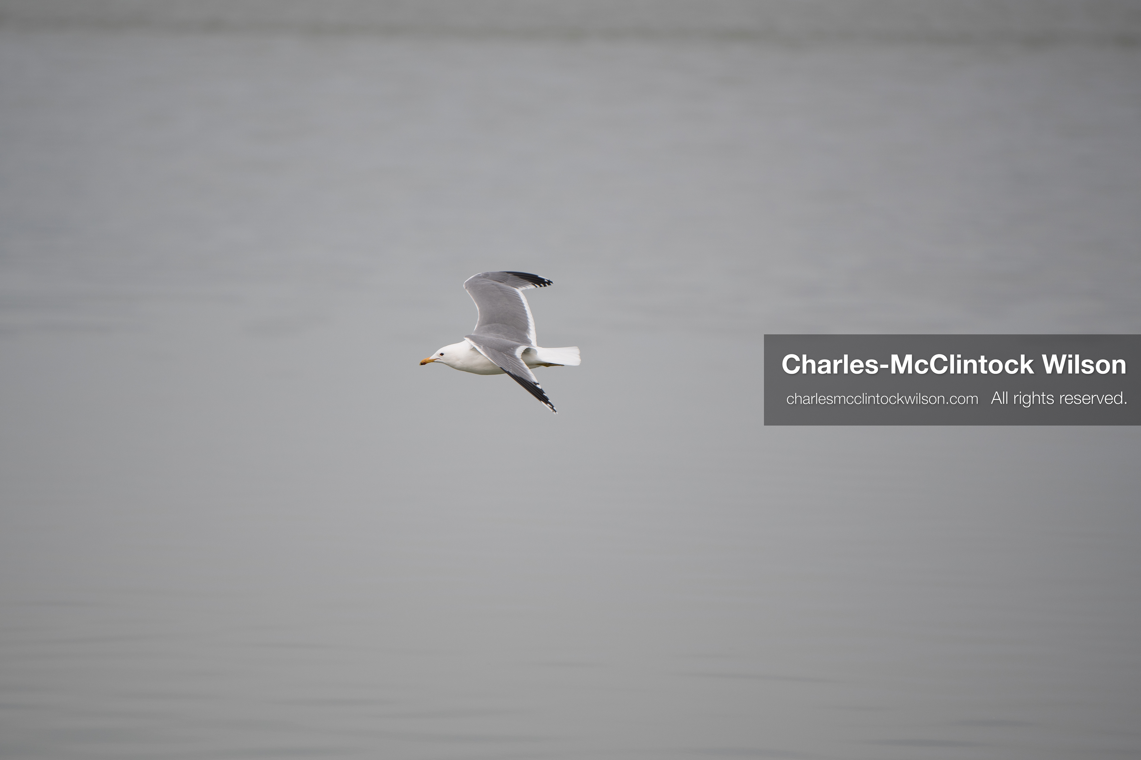 March 1, 2026, Great Salt Lake, Utah, USA: A bird flies low over the surface of the Great Salt Lake as water levels in the region remain historically low. Reports from state officials and the Great Salt Lake Strike Team state that the lake continues to fall within a serious adverse‑effects range, with elevations among the lowest recorded in more than one hundred years. The lake has drawn increased public attention as lawmakers consider large‑scale water projects and long‑term plans to address declining conditions. (Credit Image: © Charles‑McClintock Wilson/ZUMA Press Wire)