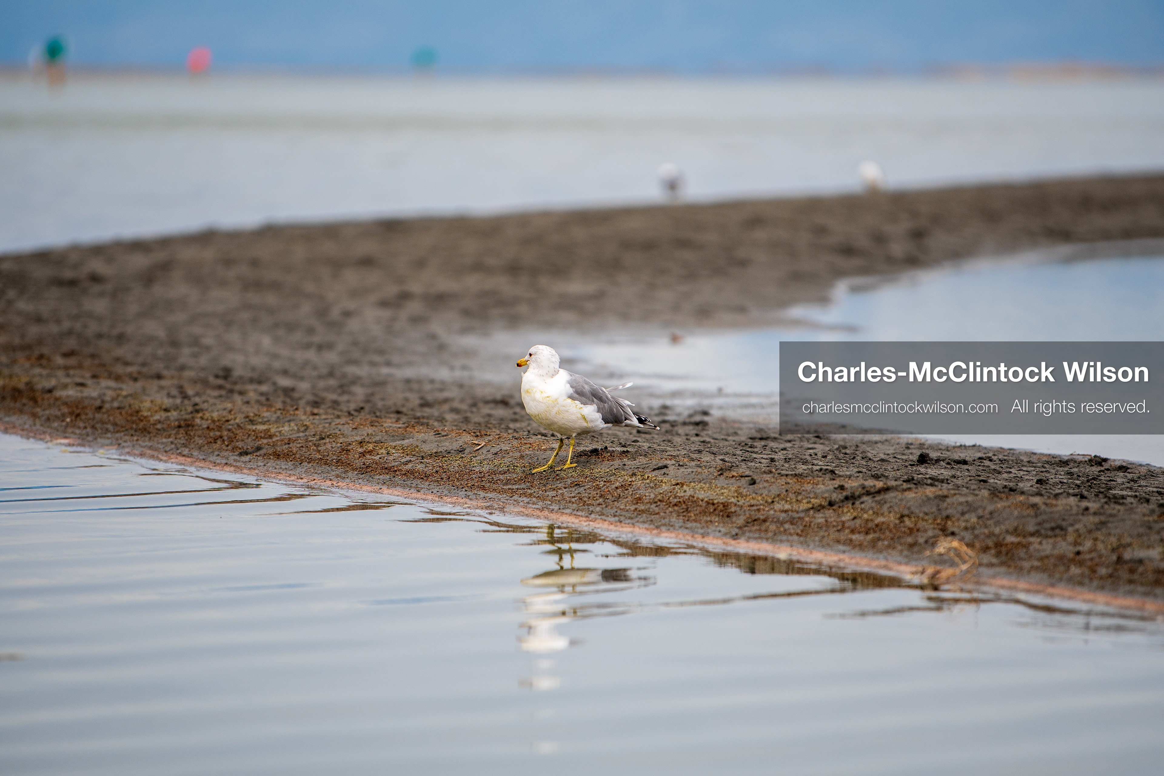 March 1, 2026, Great Salt Lake, Utah, USA: A bird stands near the shoreline of the Great Salt Lake as water levels in the region remain historically low. Reports from state officials and the Great Salt Lake Strike Team state that the lake continues to fall within a serious adverse‑effects range, with elevations among the lowest recorded in more than one hundred years. The lake has drawn increased public attention as lawmakers consider large‑scale water projects and long‑term plans to address declining conditions. (Credit Image: © Charles‑McClintock Wilson/ZUMA Press Wire)
