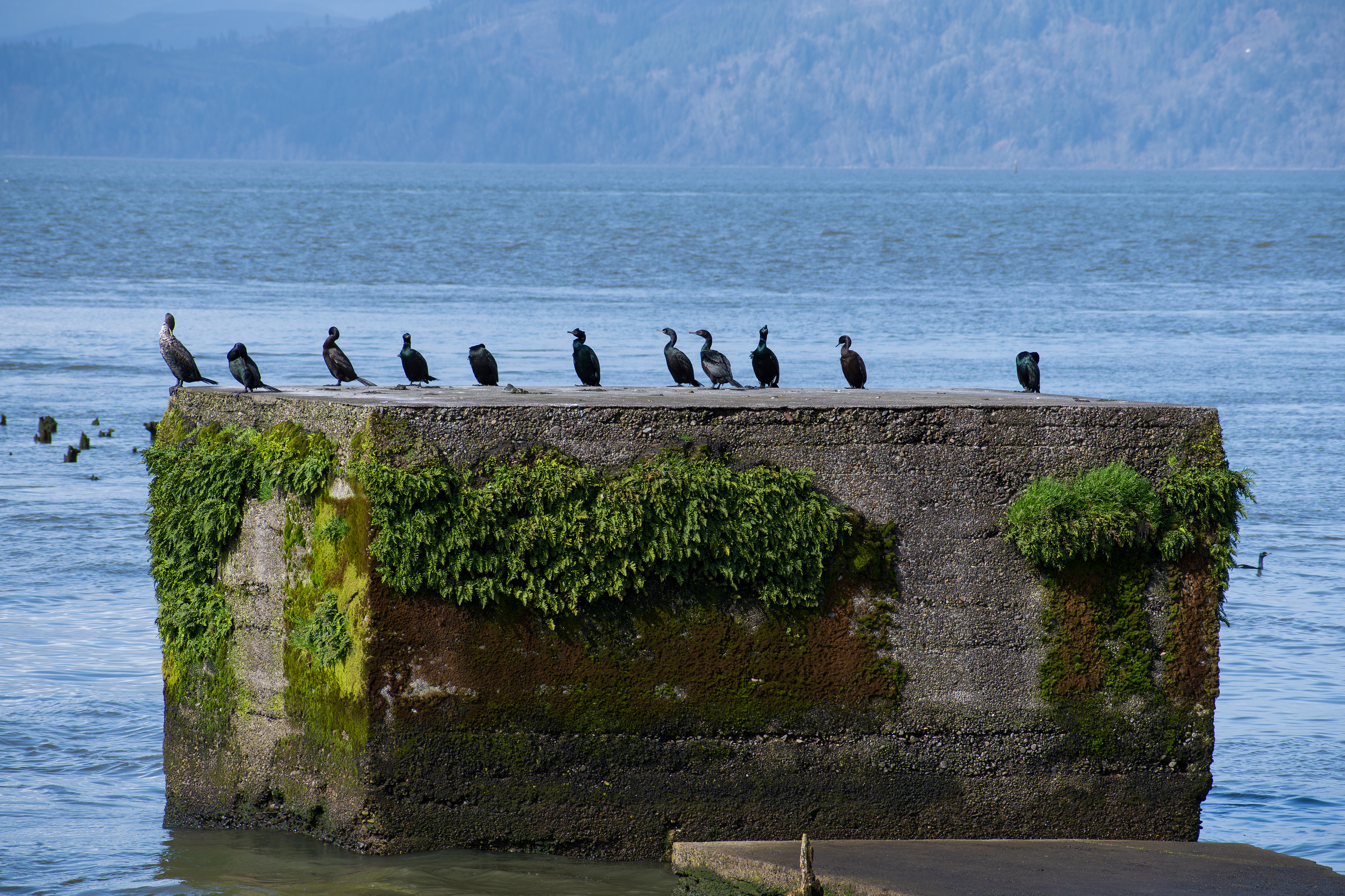 ASTORIA, OR, USA - APR 12, 2025: A group of Pelagic cormorants perched in alignment, showcasing their sleek black plumage along the scenic coastal waters of the Pacific Northwest.